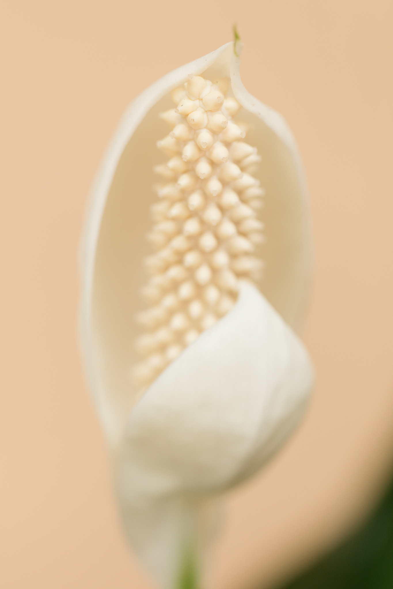 lush green & white peace lily "spathiphyllum" plant with a large