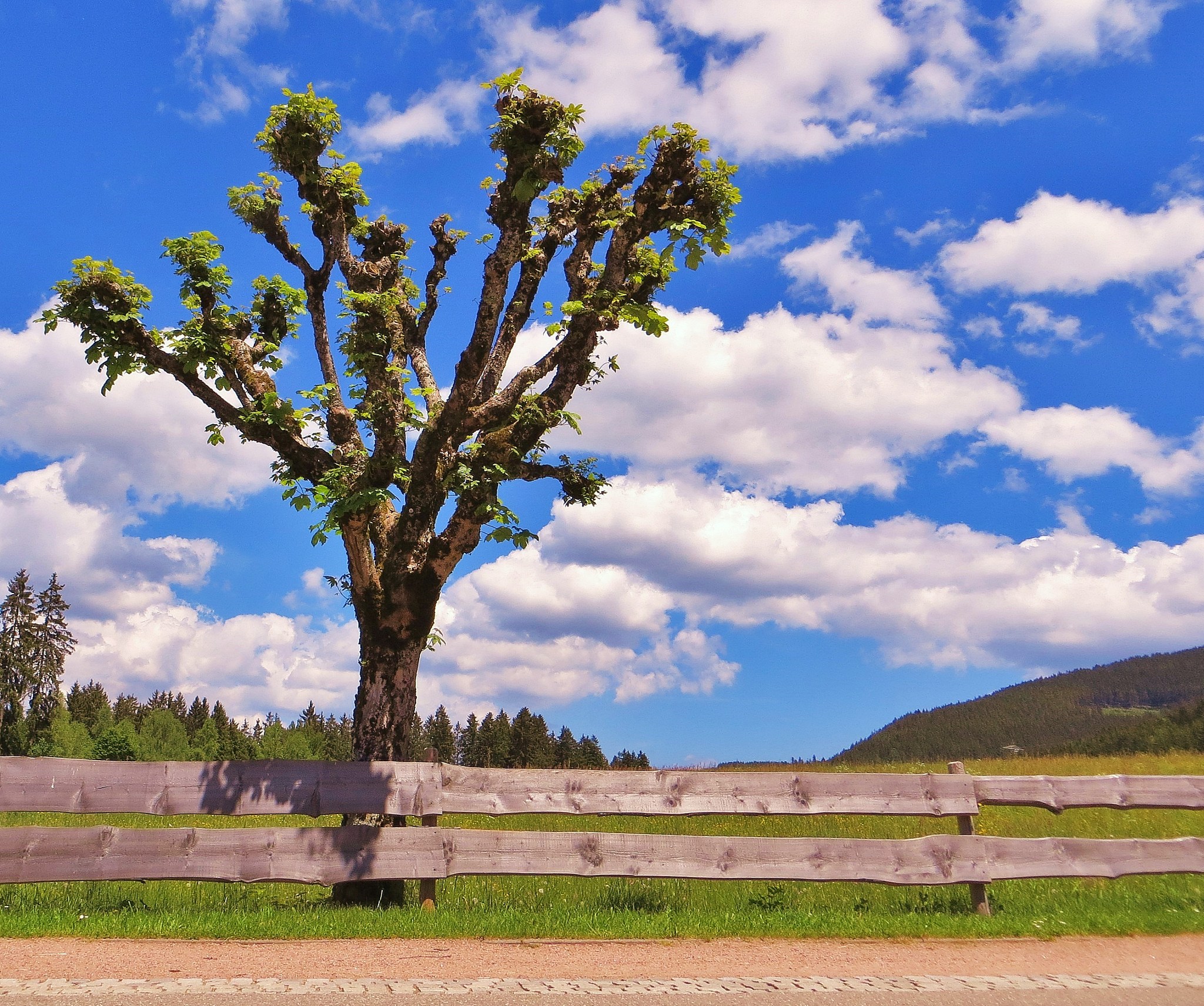 事物发展内在矛盾和斗争：以树木成长为例