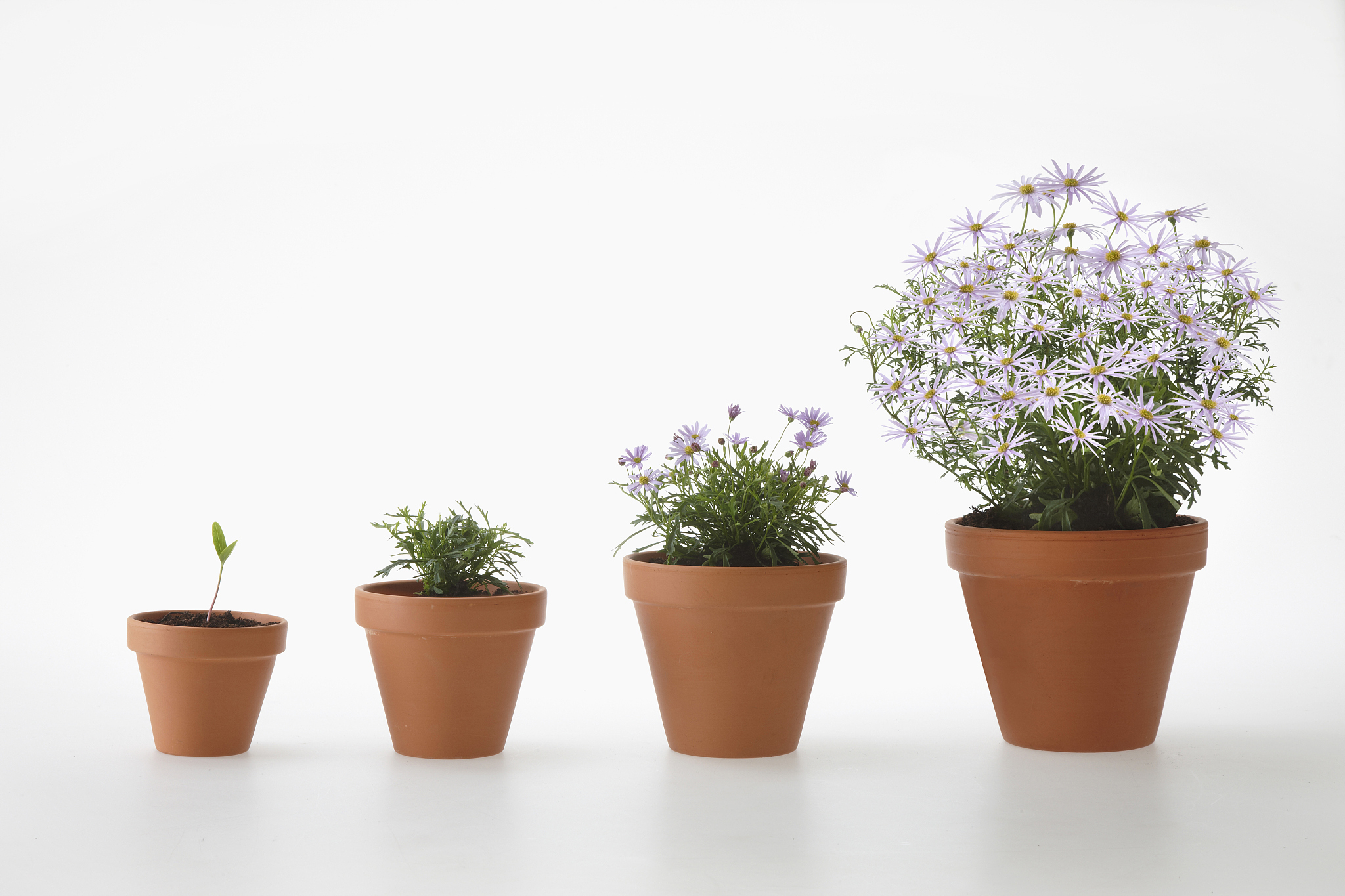 net rate of dry-matter production 如何理解