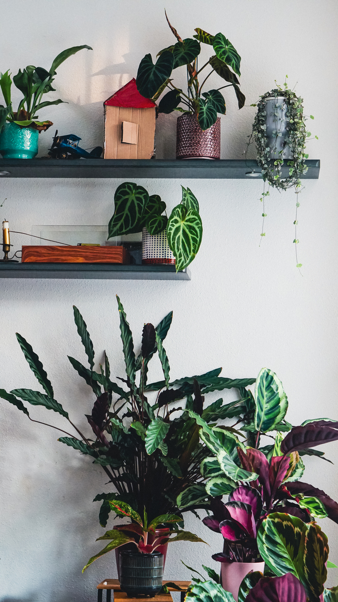 北欧家居的秘密武器：绿植装饰，让你的家充满生机！