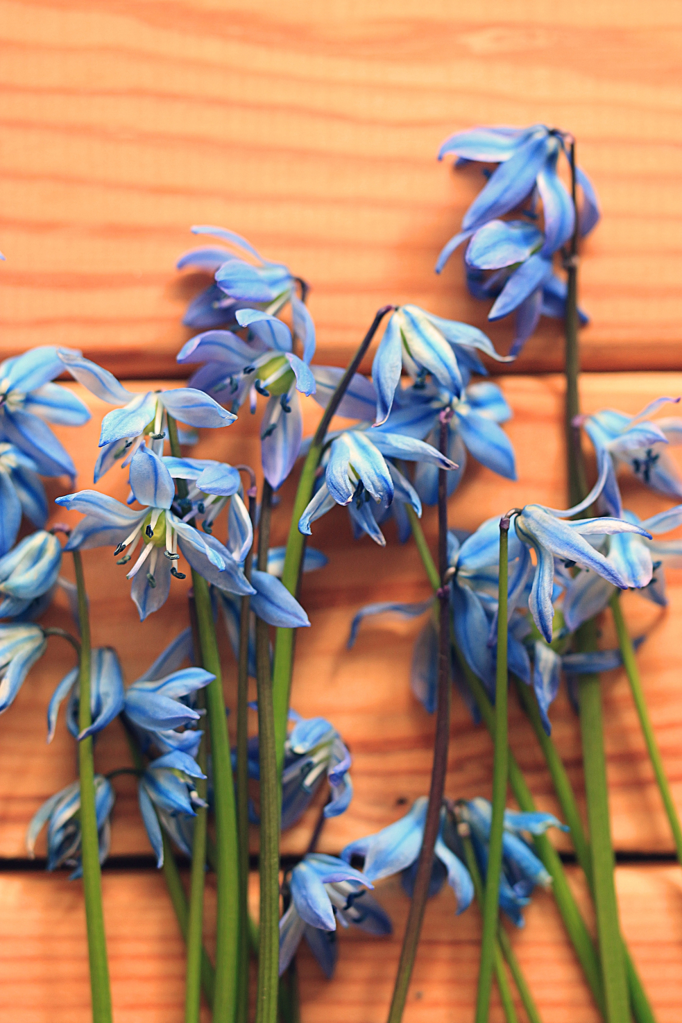 small blue spring flowers on a wooden background
