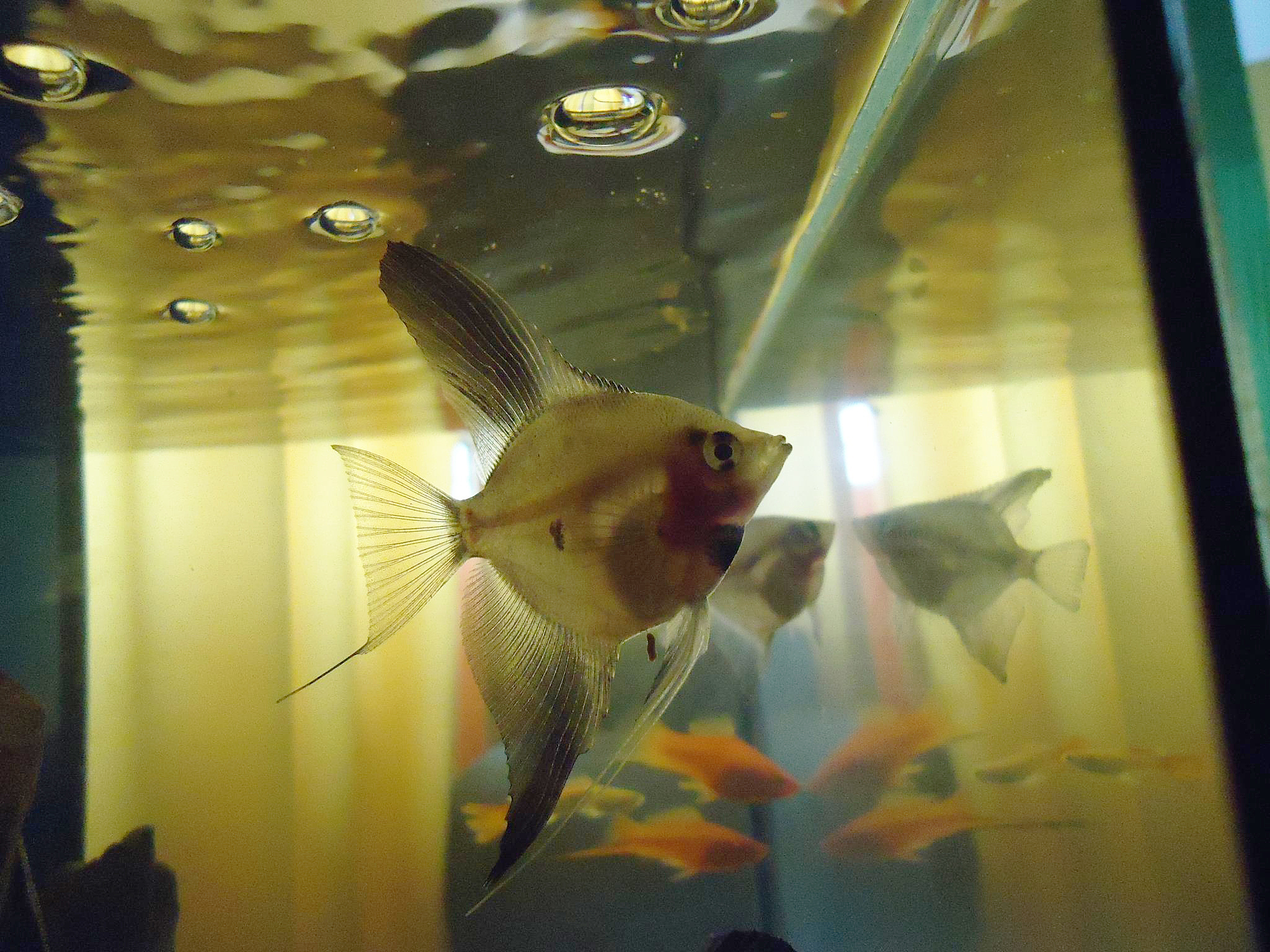 观赏鱼的品种、特点、养殖技巧等相关知识