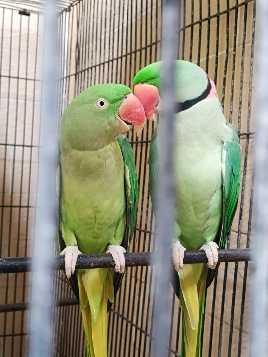 小葵花凤头鹦鹉