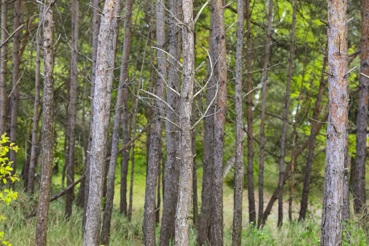 森林包括哪些树木种类