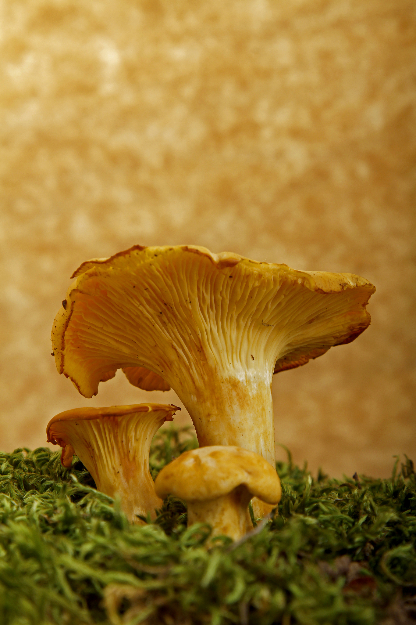 食用菌种养与废弃物循环利用项目：高效农业生产，助力乡村振兴