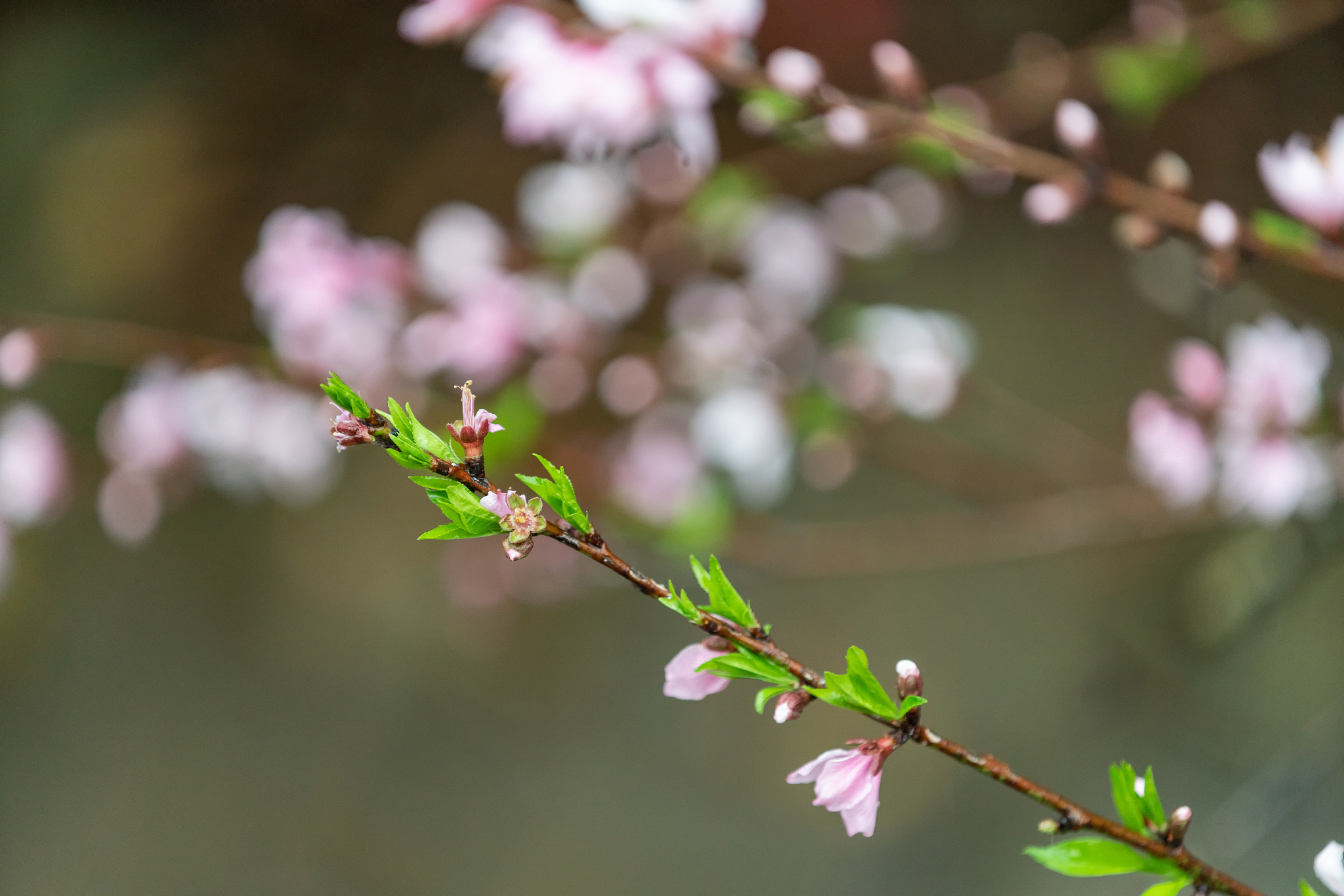 描述一篇春天的文章