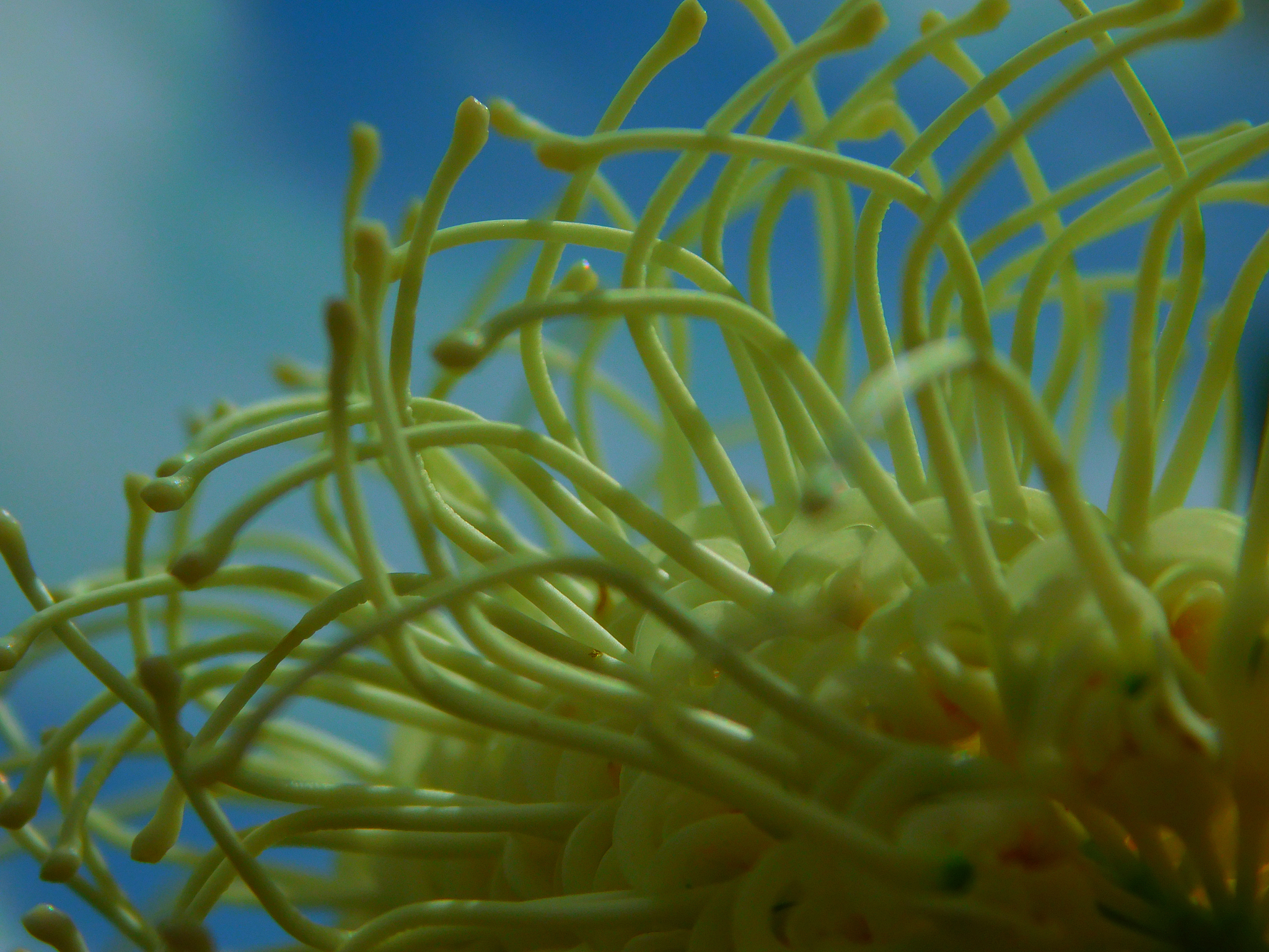 another up close to a flower