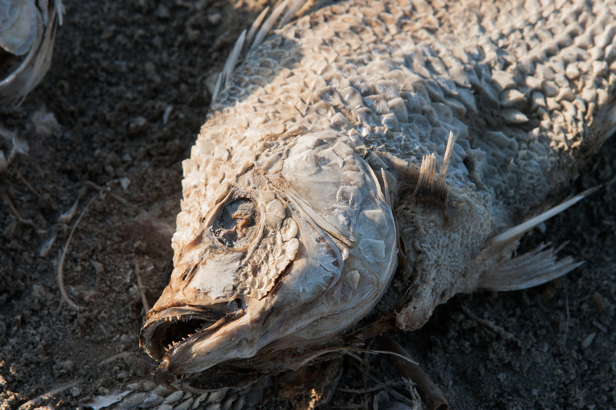 death fish