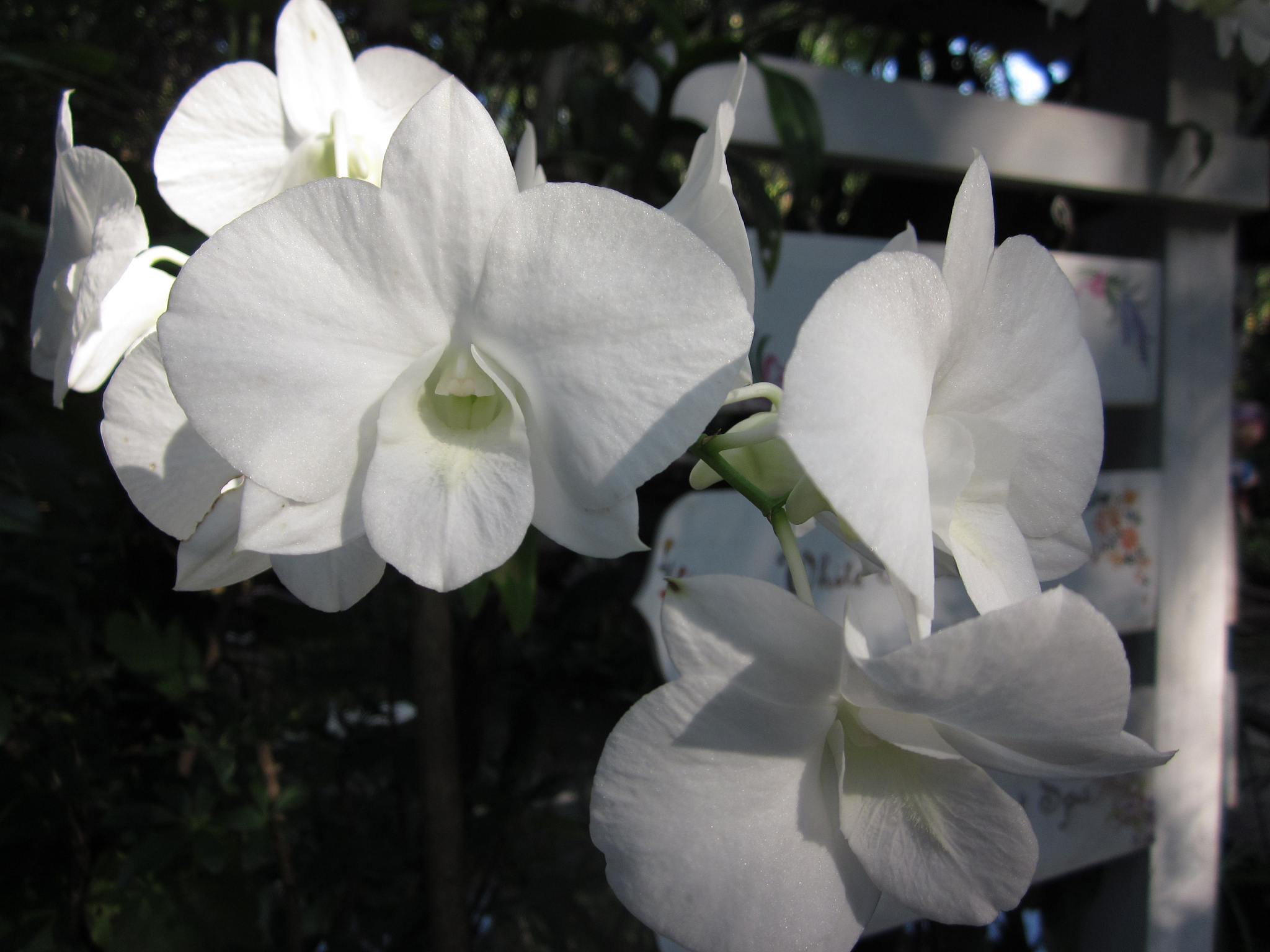 white dendrobium orchid flowers.