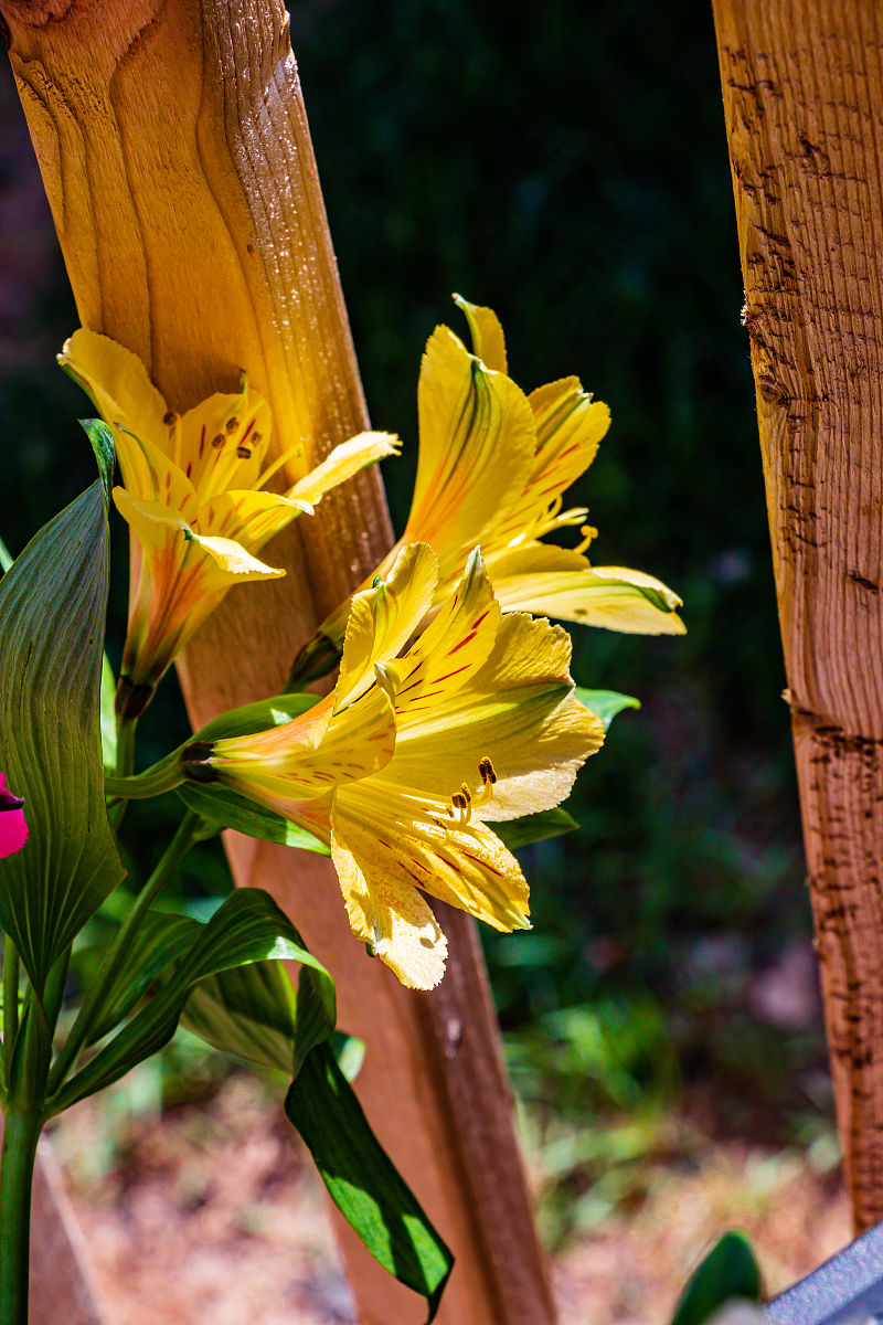 自动升降内容 - 翻译与提升你的内容