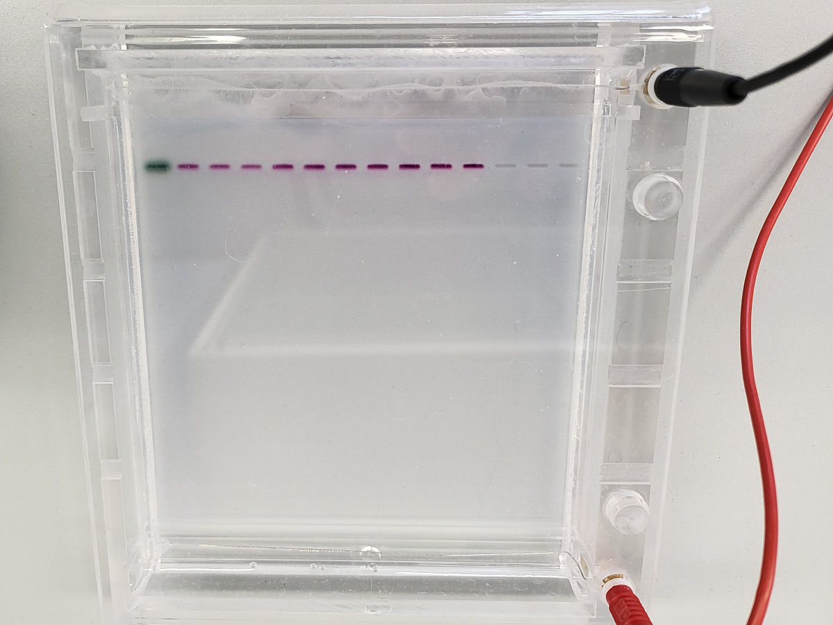 PCR电泳无条带？解析实验失败常见原因