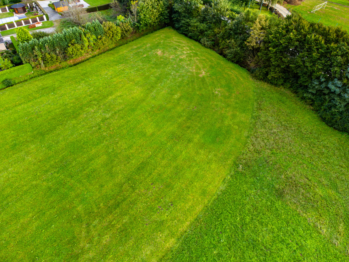 剪股颖适合石家庄吗