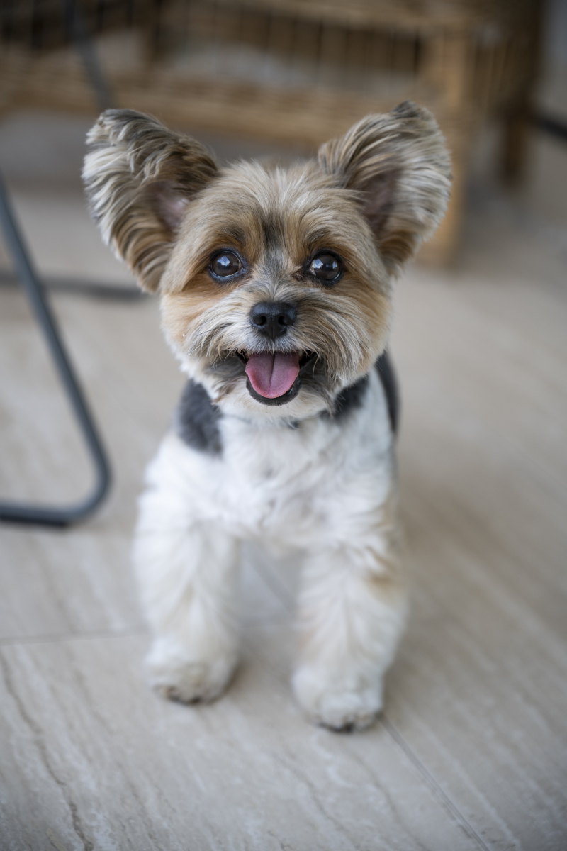 1200字关于萌宠摄影技巧教你拍出令人心动的宠物照片