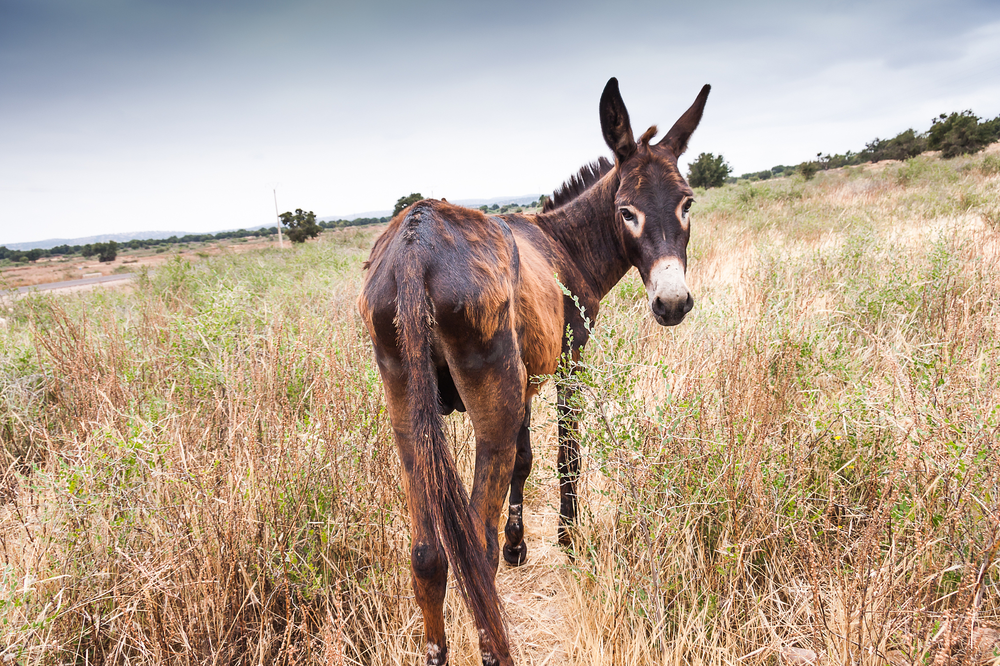 brown donkey