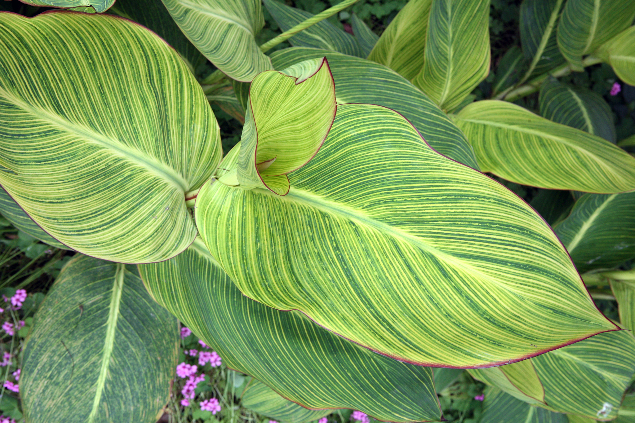 large green leafs