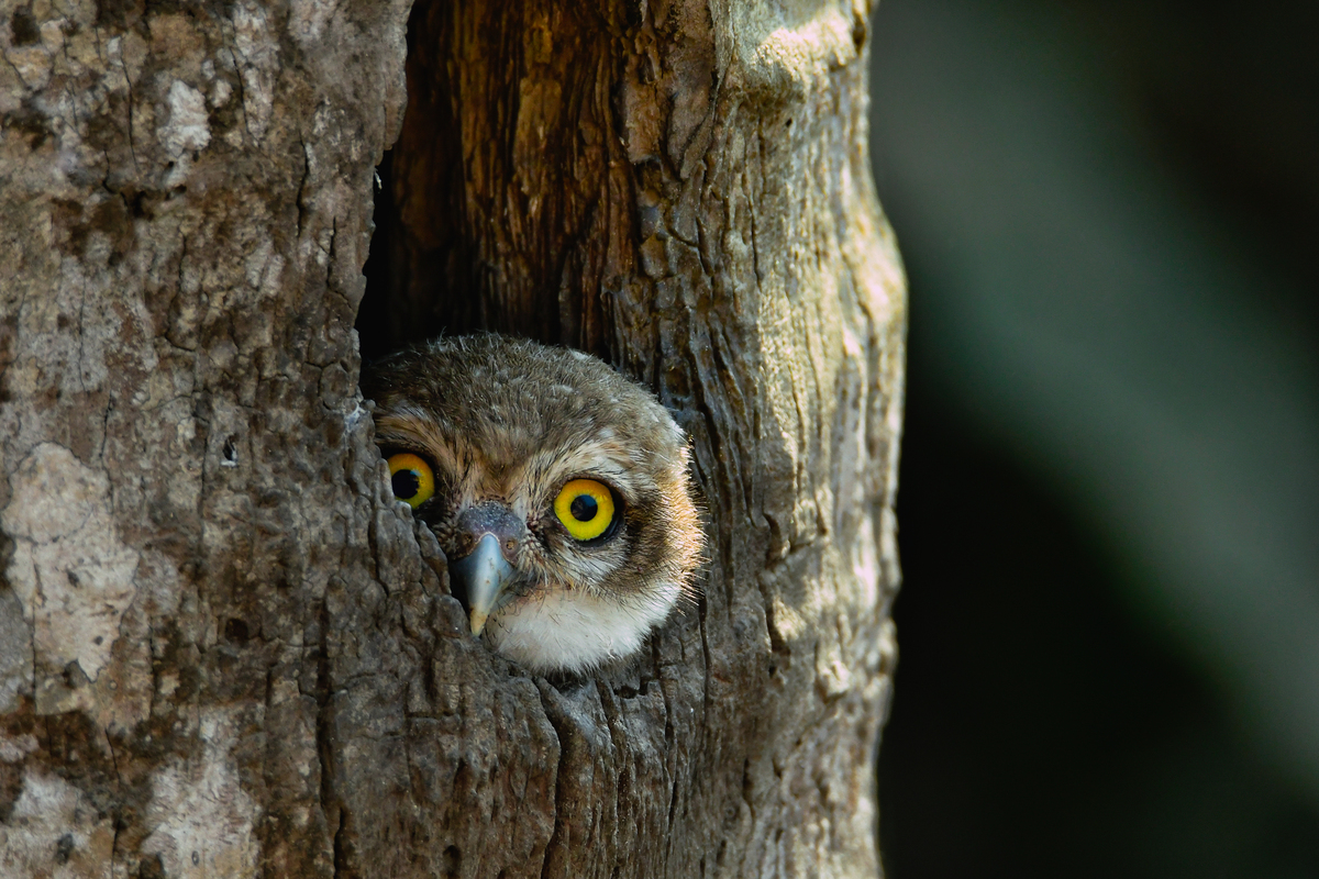 台湾岛像什么动物？ - 猫头鹰形状的独特地理