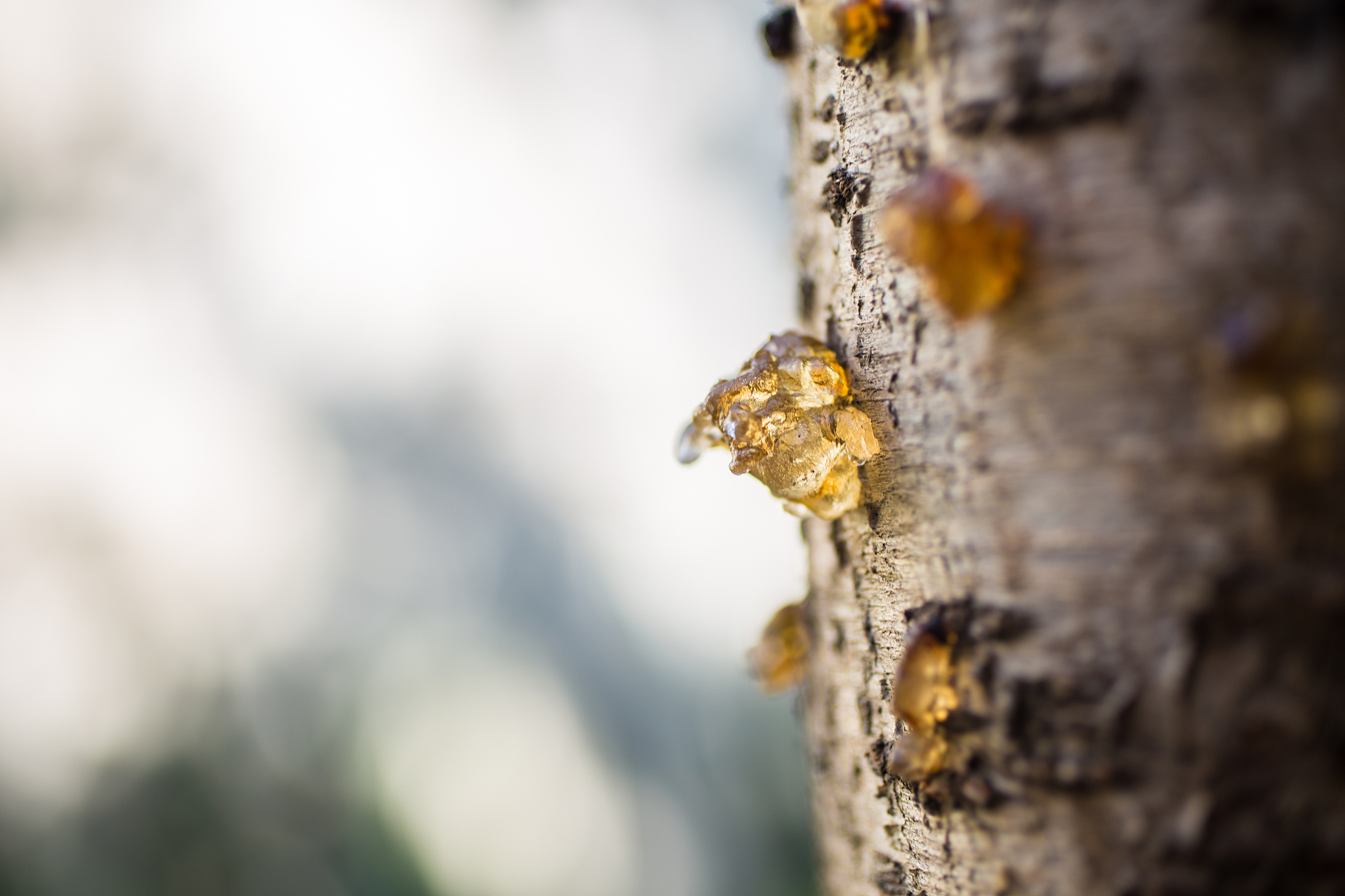 close-up of resin on tree bark