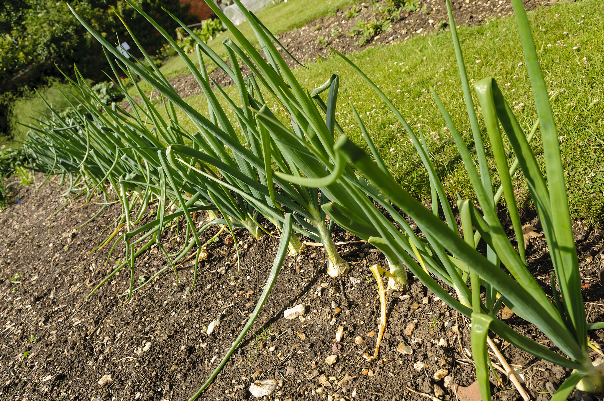 onions growing in a vegetable bed