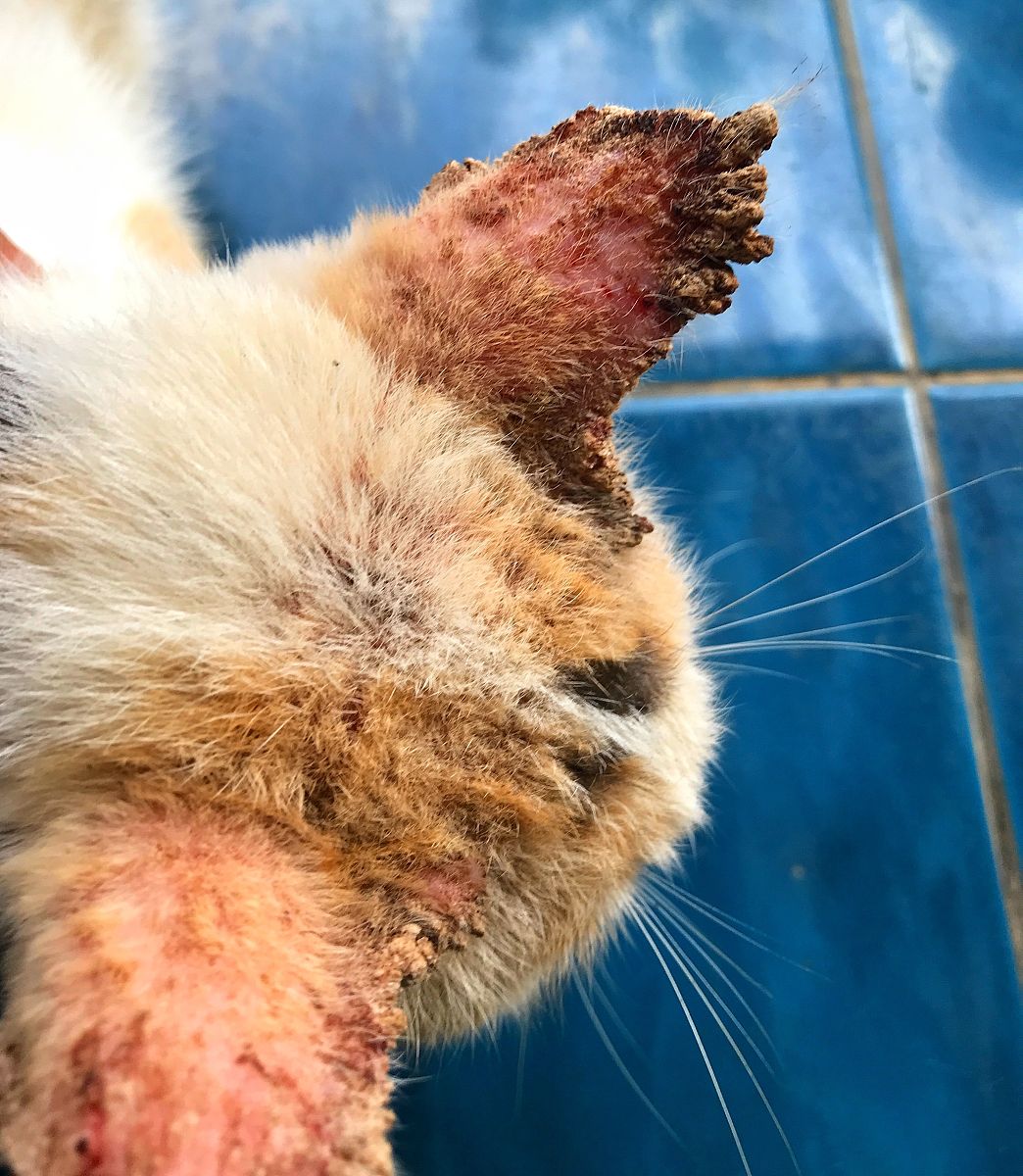 猫的耳朵感染了引起瘙痒的寄生虫