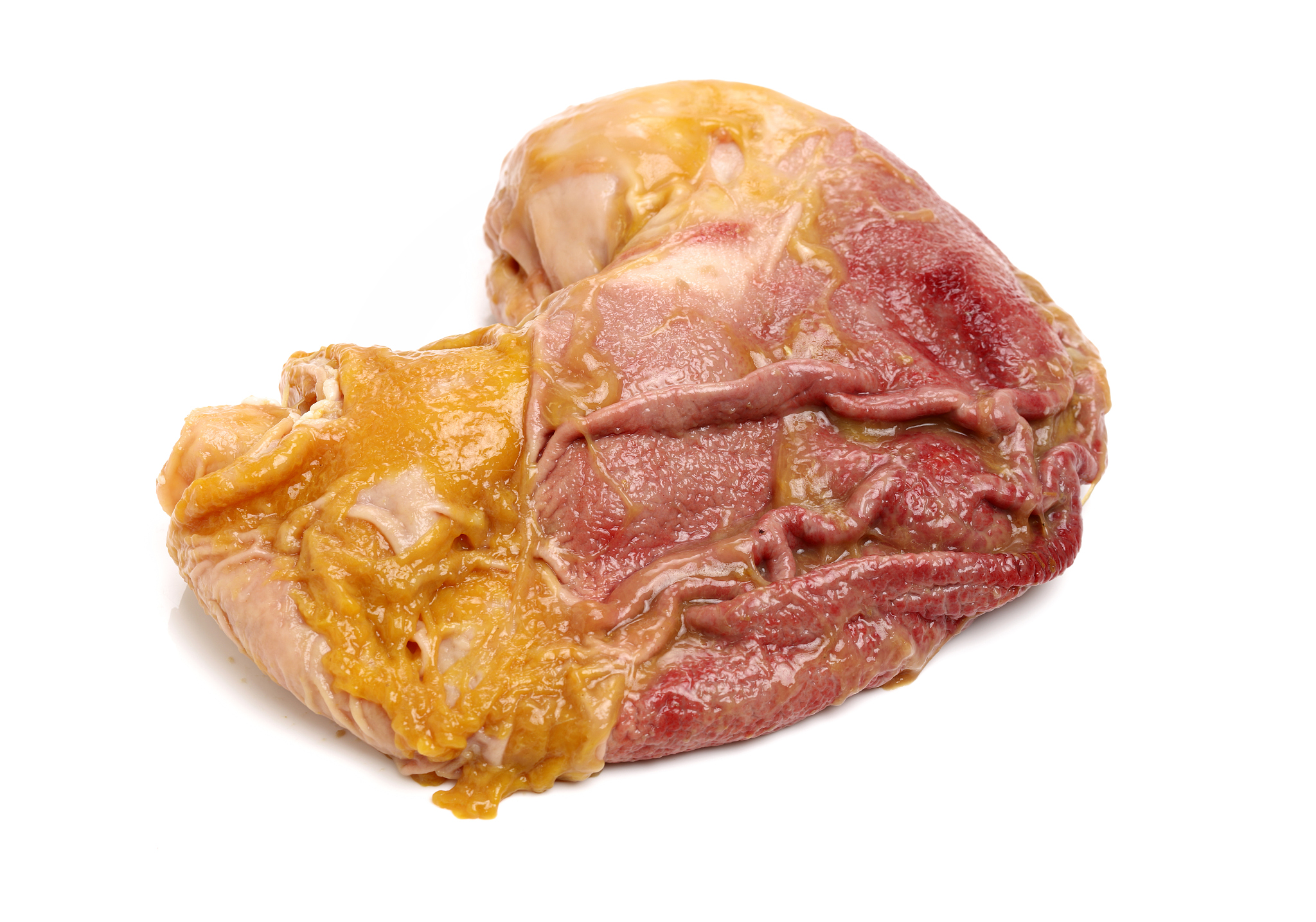 关于人体器官的礼貌交流