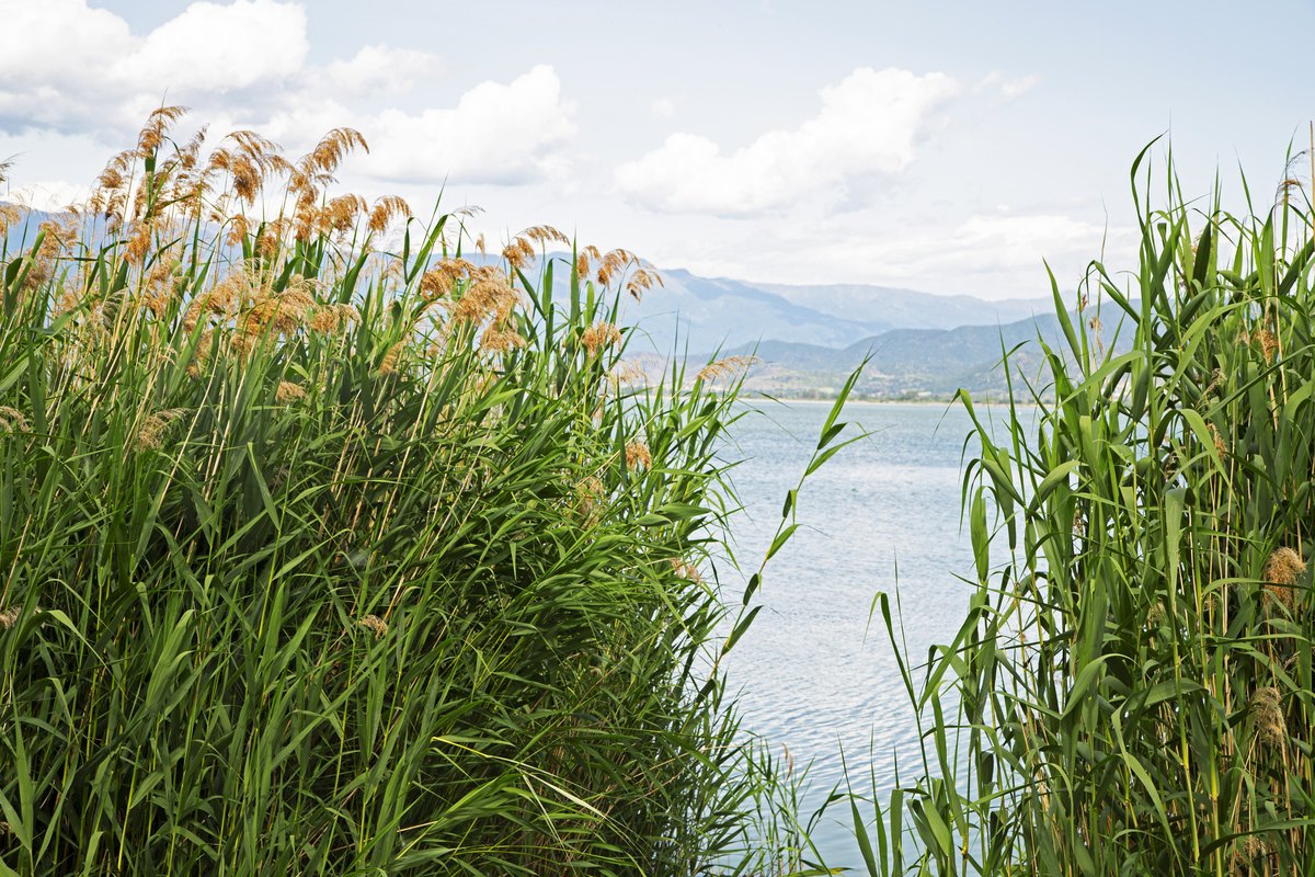 因为太阳湖水拥有了天空的颜色；因为执著芦苇开出了花期最久的芒花从去年九月开到今年立夏见证了属于它的相似却又如此不同的时代变迁。 改写成一首诗