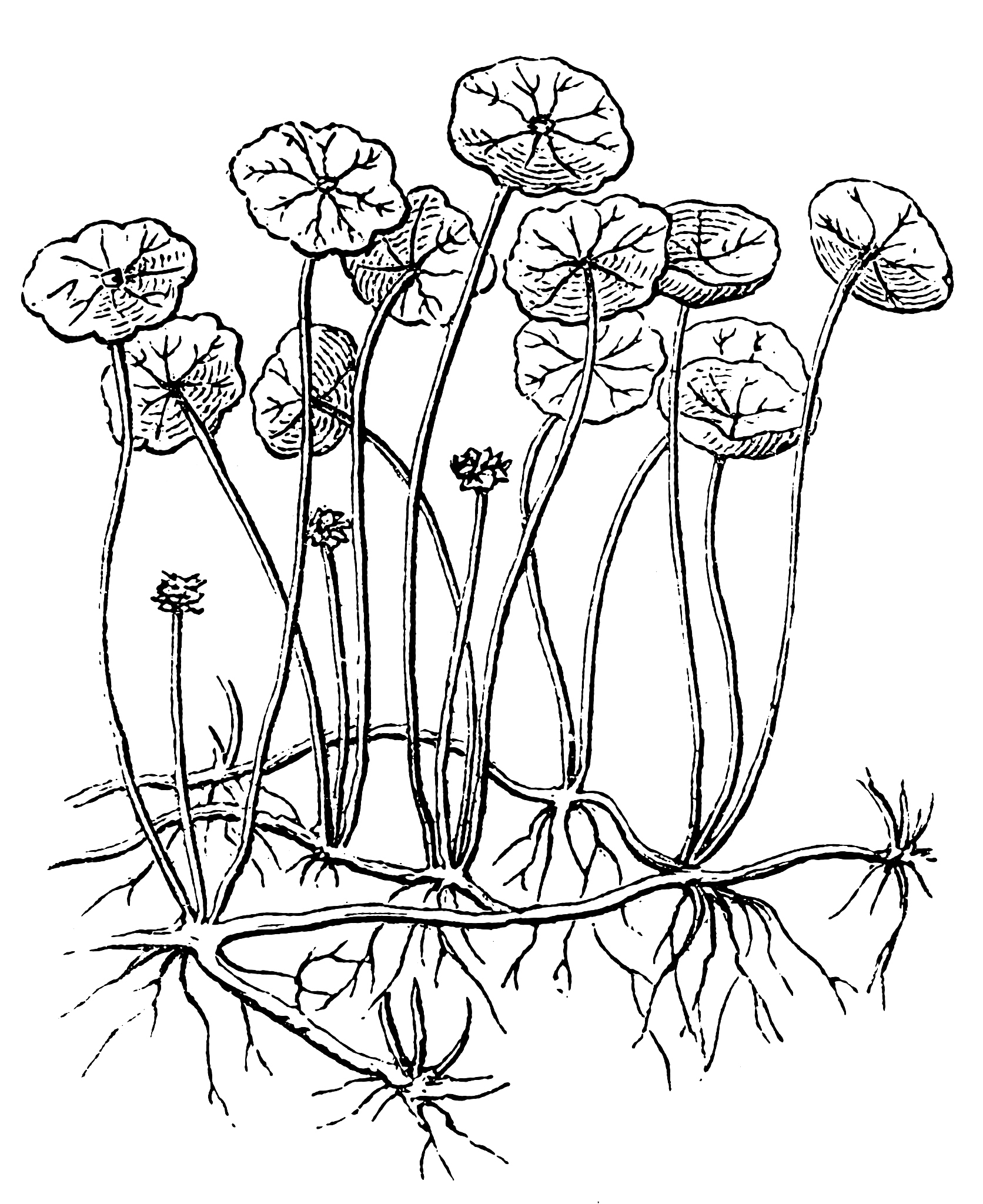 PLANT CELL REPORTS期刊推荐理由？