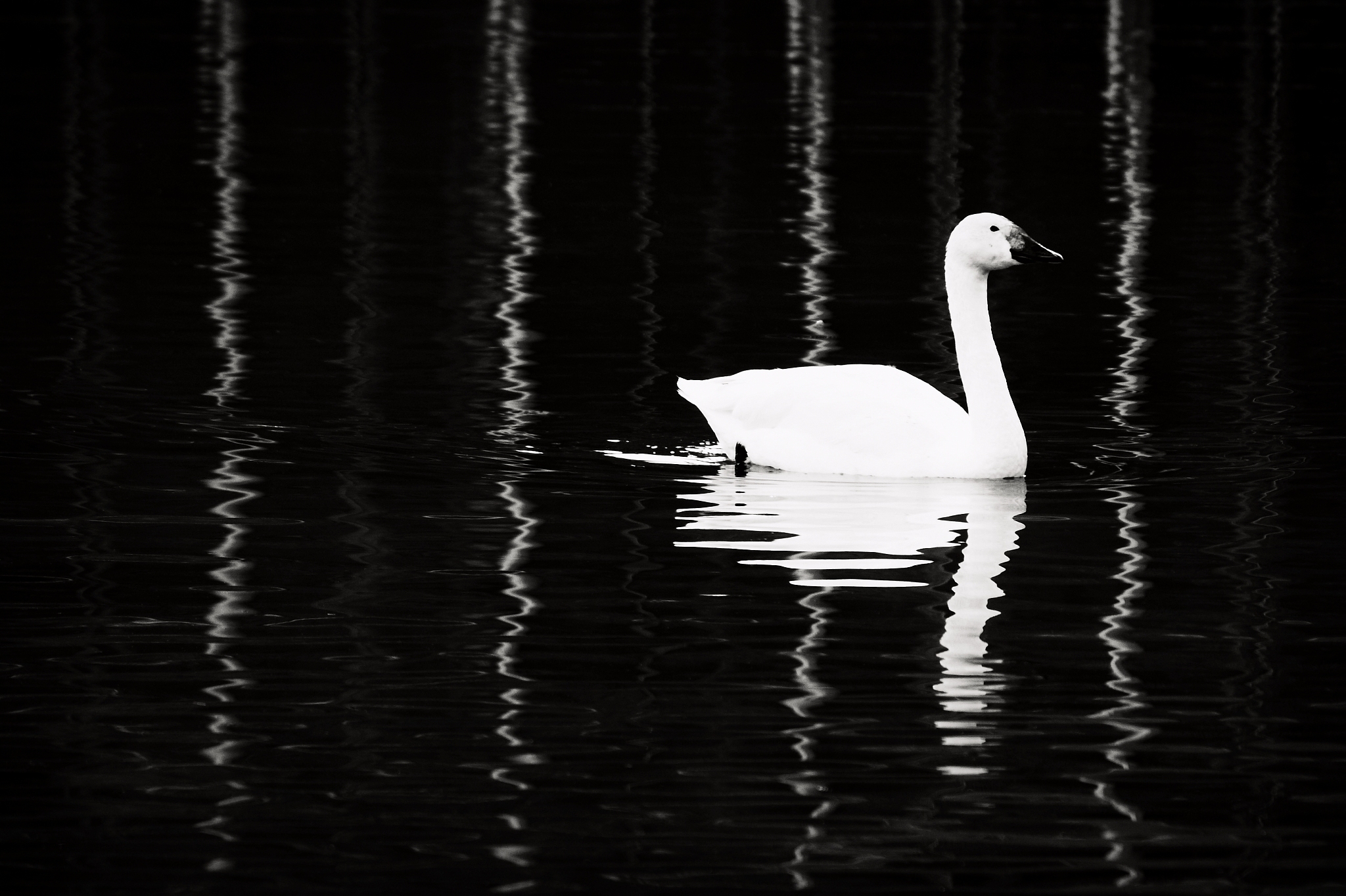 鹅的诗歌：曲项向天歌，白毛浮绿水