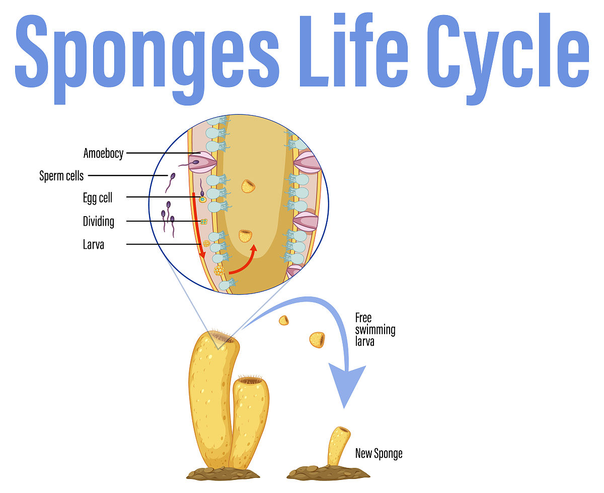 What models of artificial neural networks are inspired by the structure and function of cortical pyramidal neurons other than LSTM