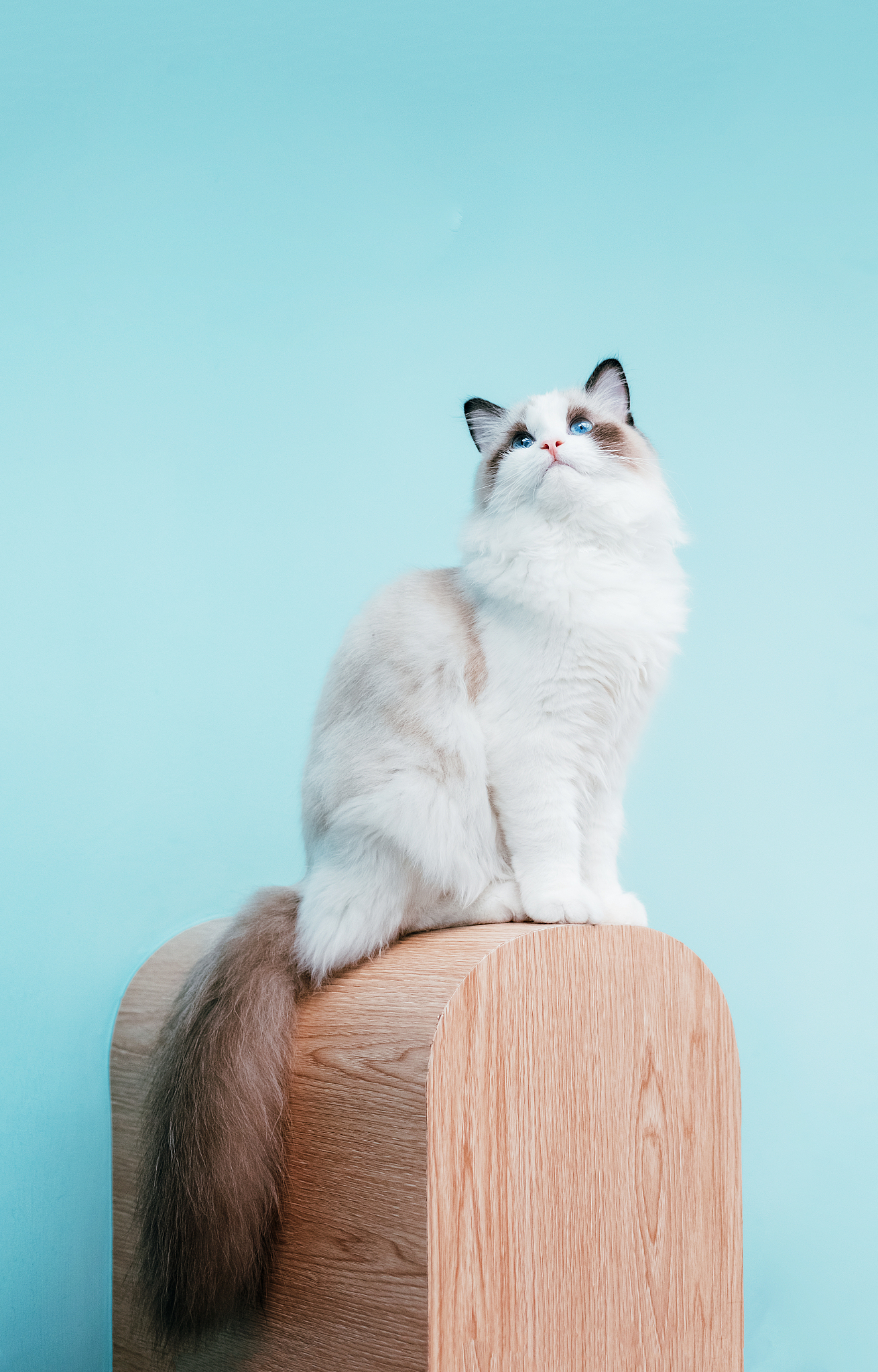布偶猫和蓝猫的日常