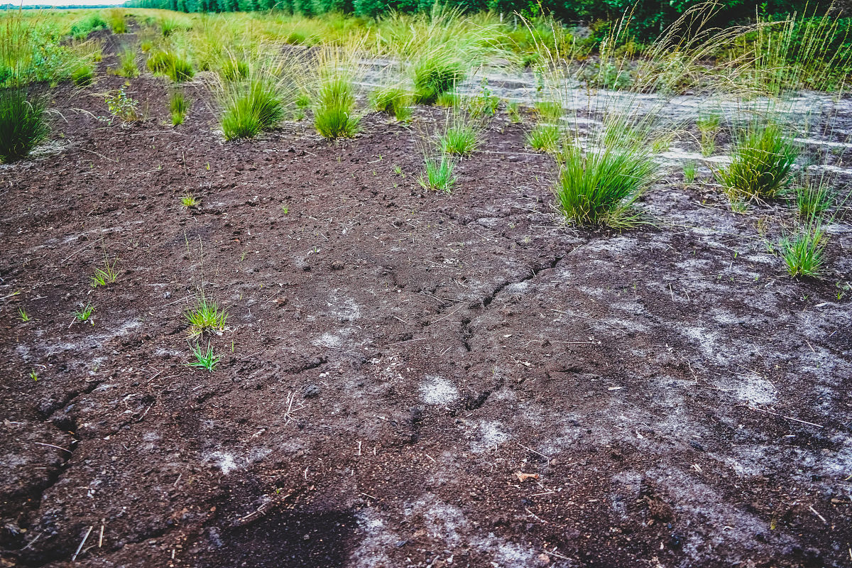 干旱胁迫下喷施油菜素内酯后mda的变化是怎样的
