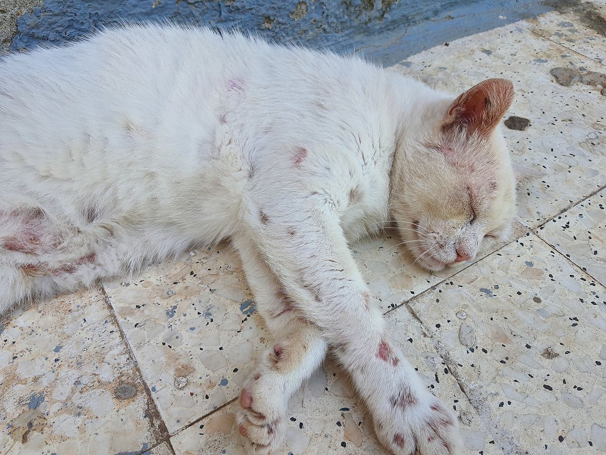 猫细小病毒 (FPV) 和犬细小病毒 (CPV) 的感染与病理