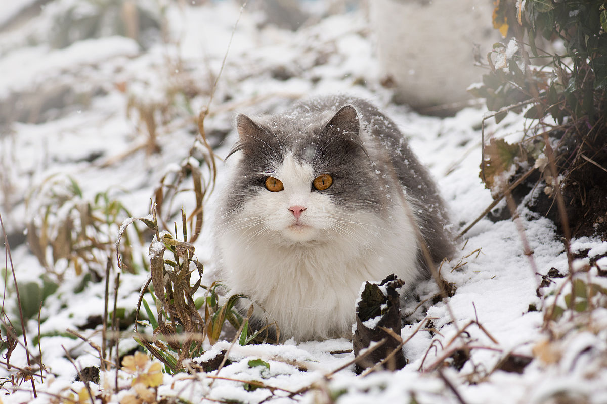 北京景山御猫传说：雪眉和狮猫的传奇故事