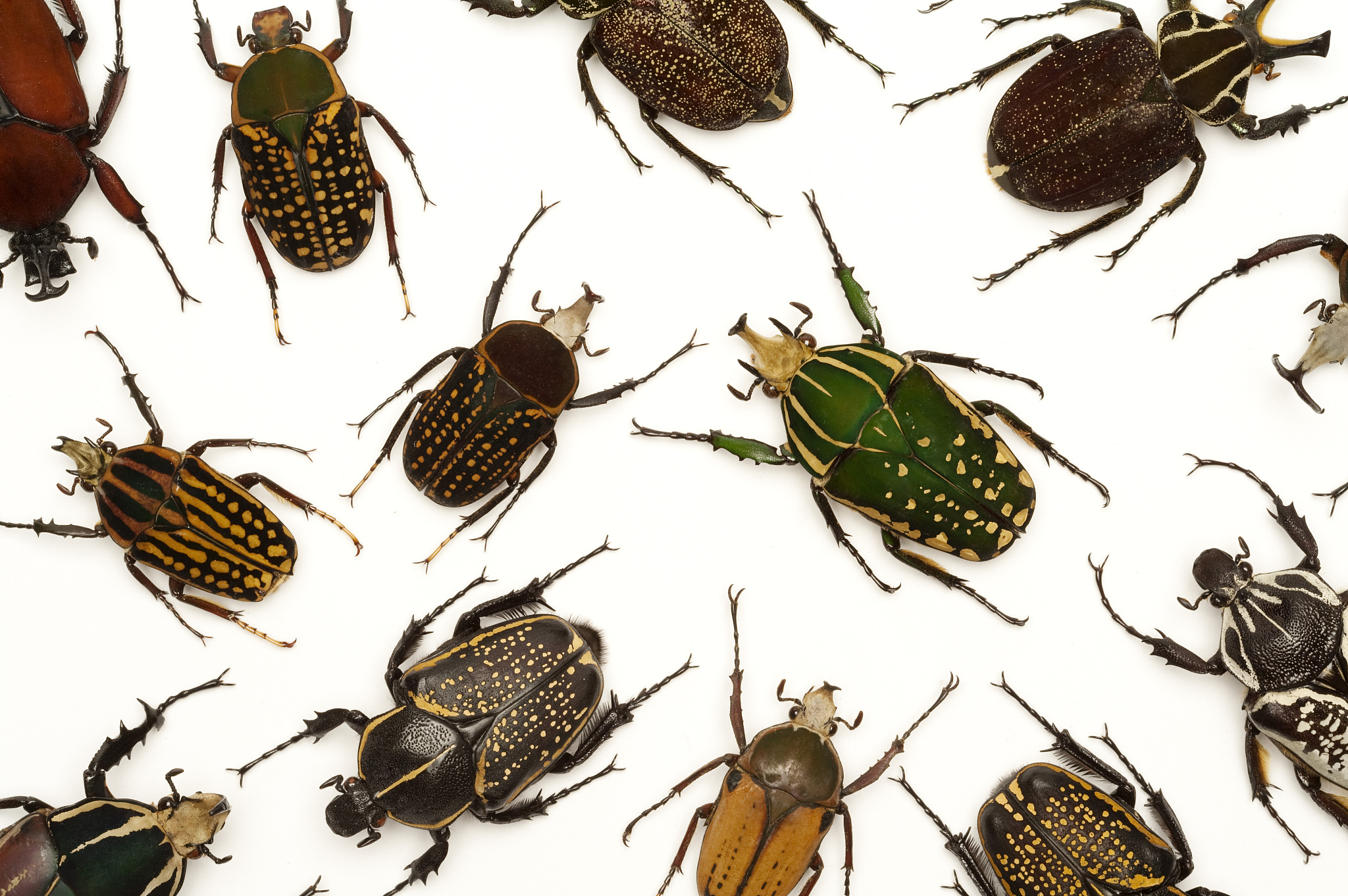 花生米生的虫子是什么虫