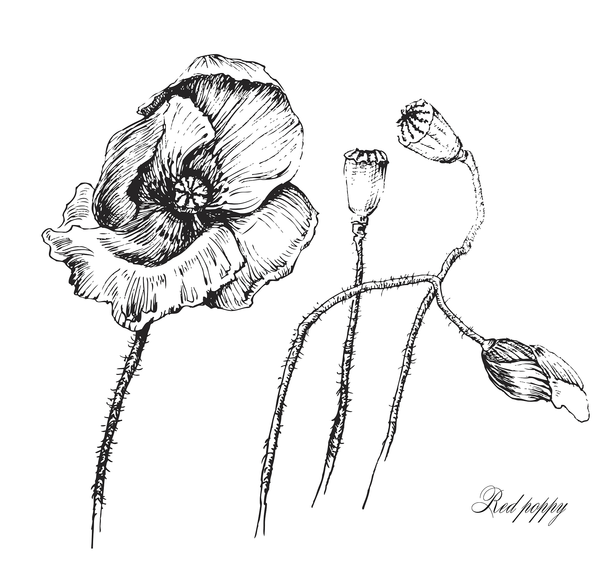 CEUS在胆管疾病中的应用价值：优势与应用场景