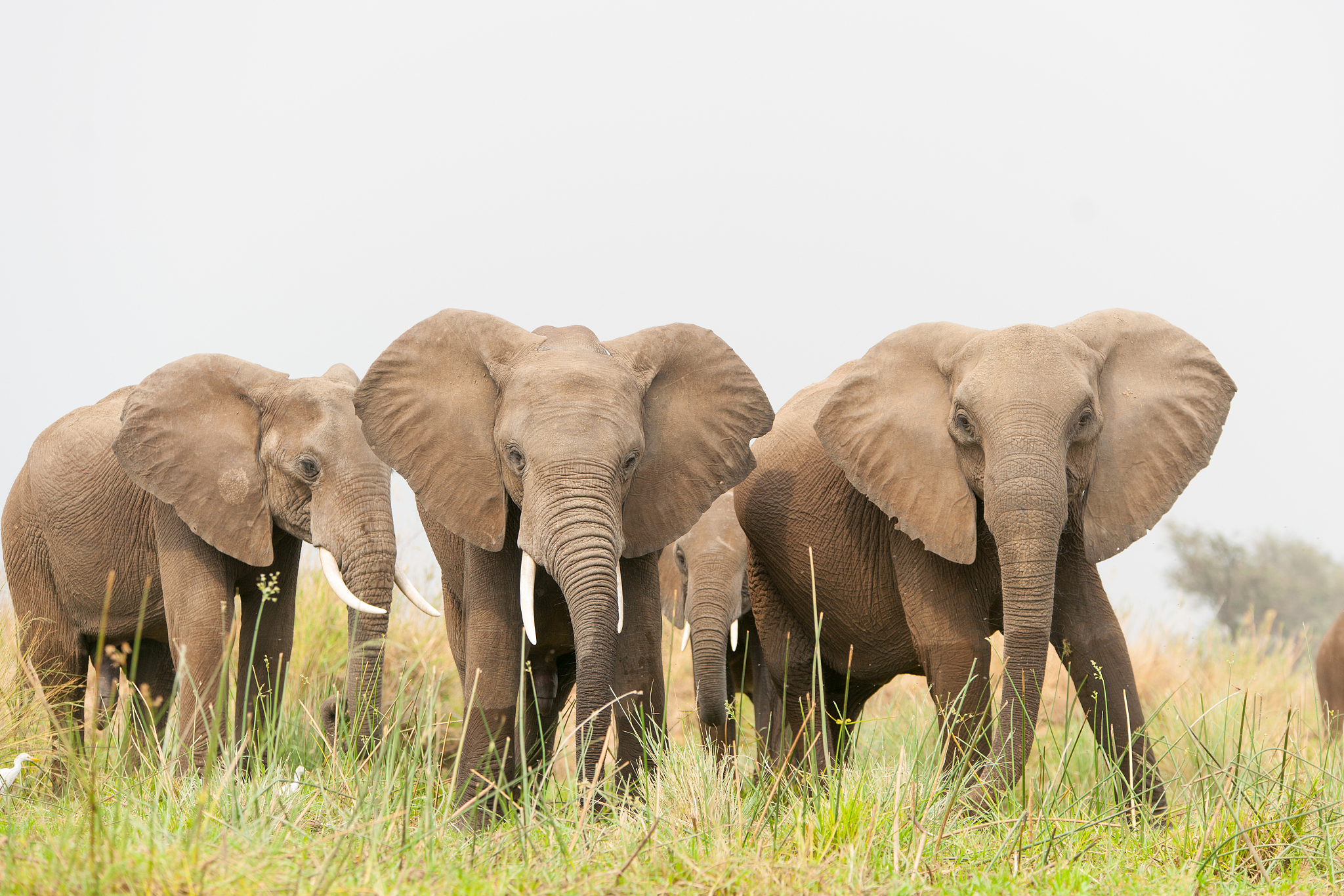 a breeding herd of elephant in zambia