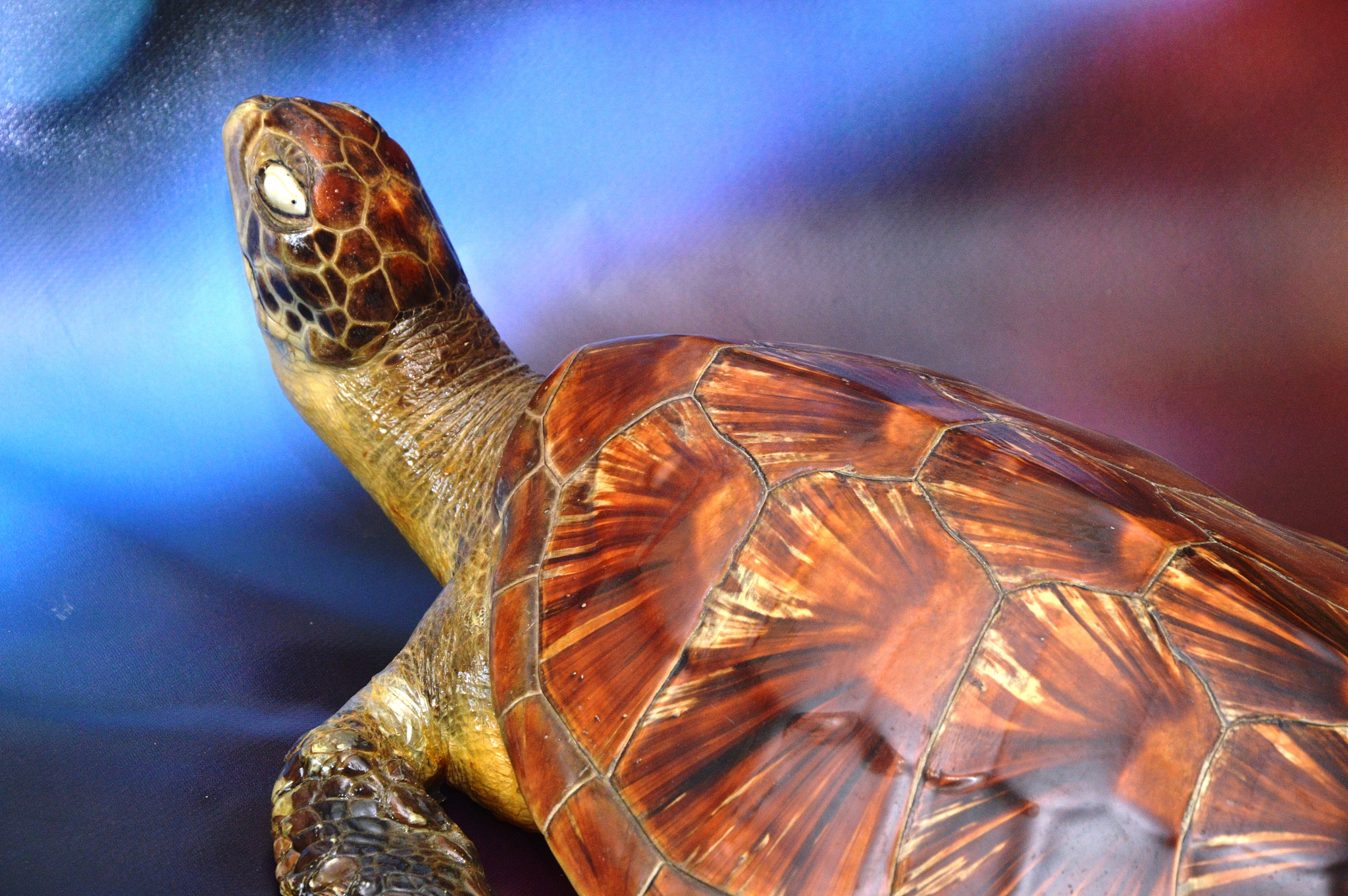 turtle