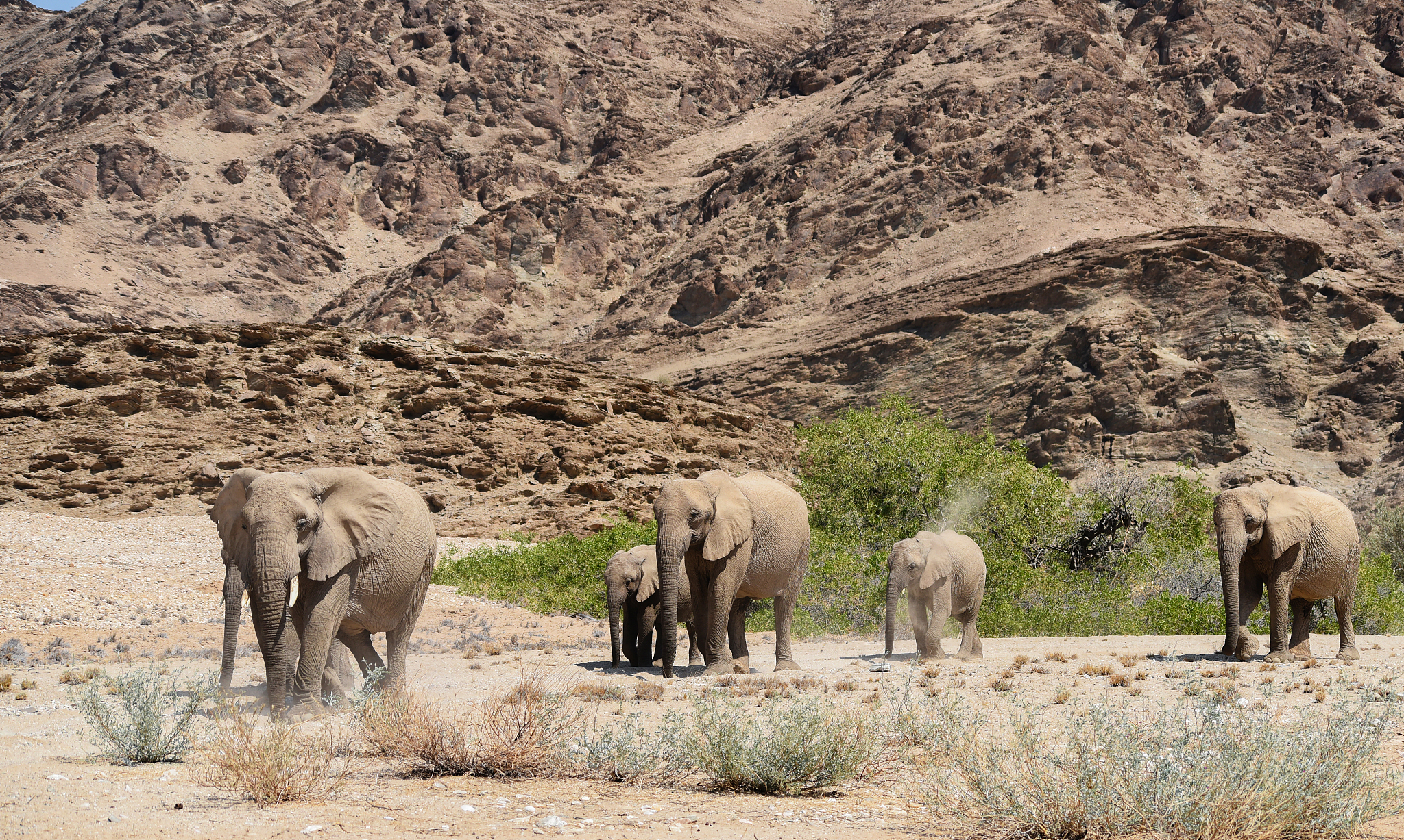 Majestic Mountain Range: A White Elephant Herd in the Distance