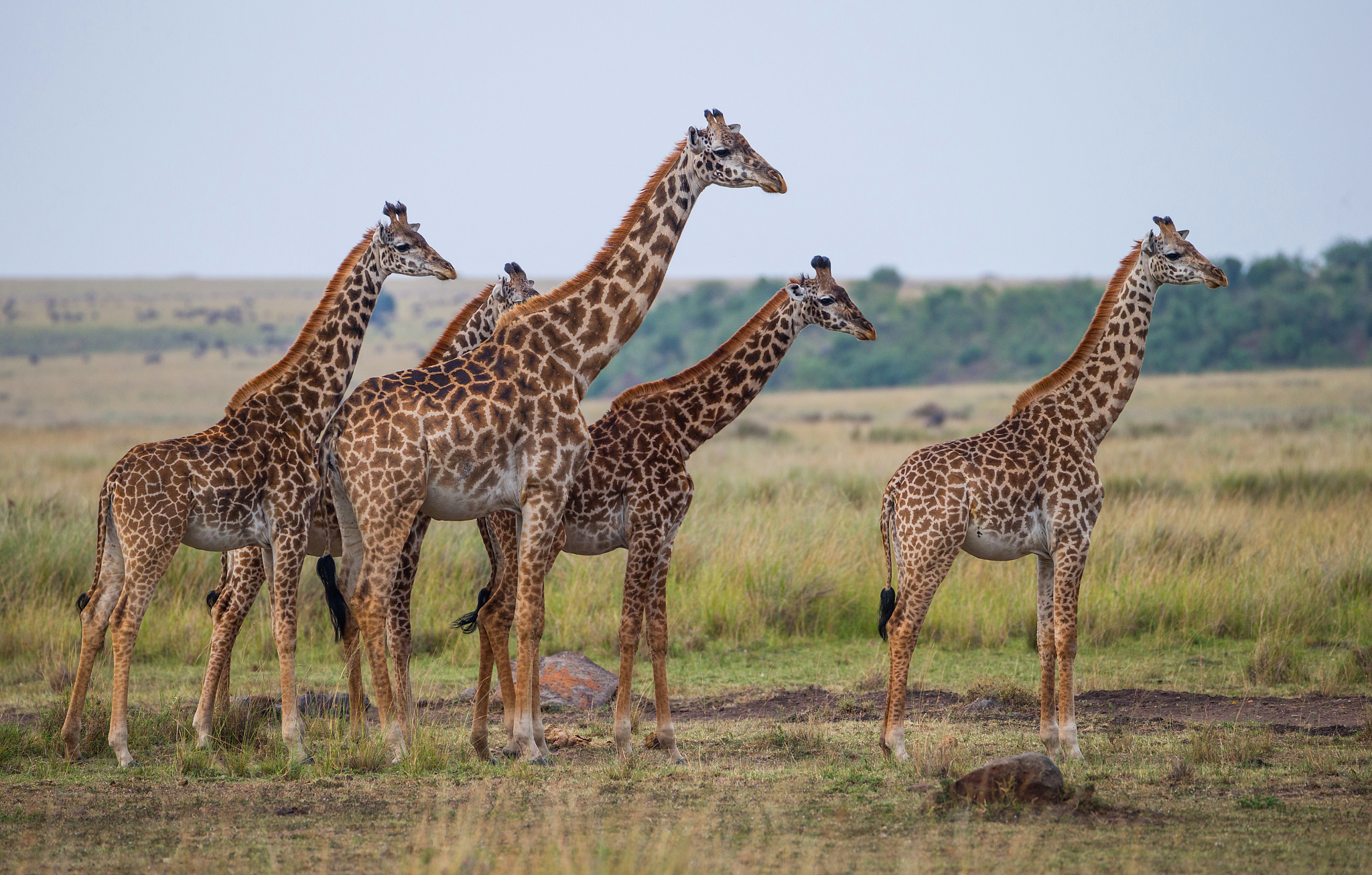 giraffes herd in savannah