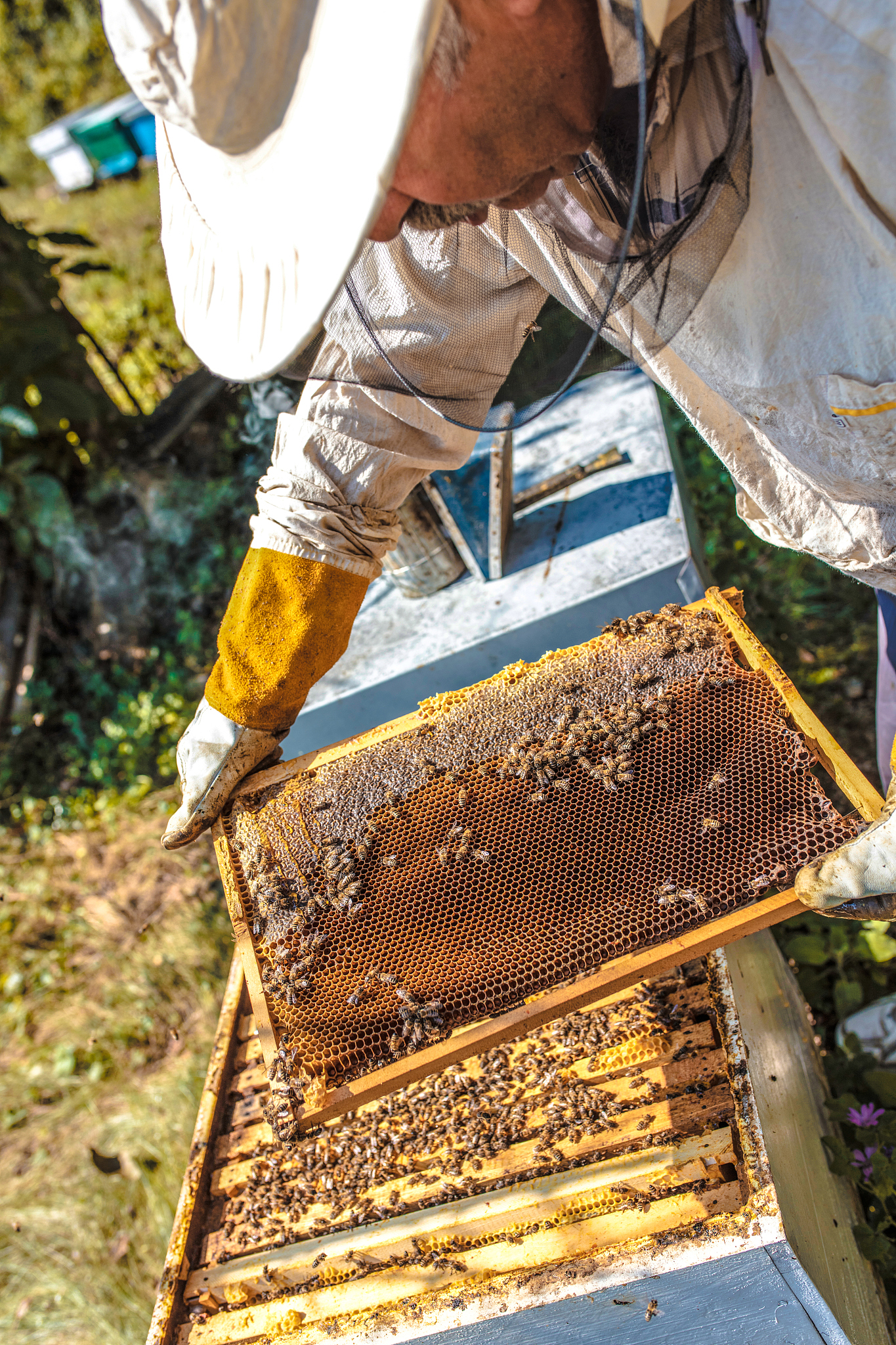 高质量蜂蜜生产
