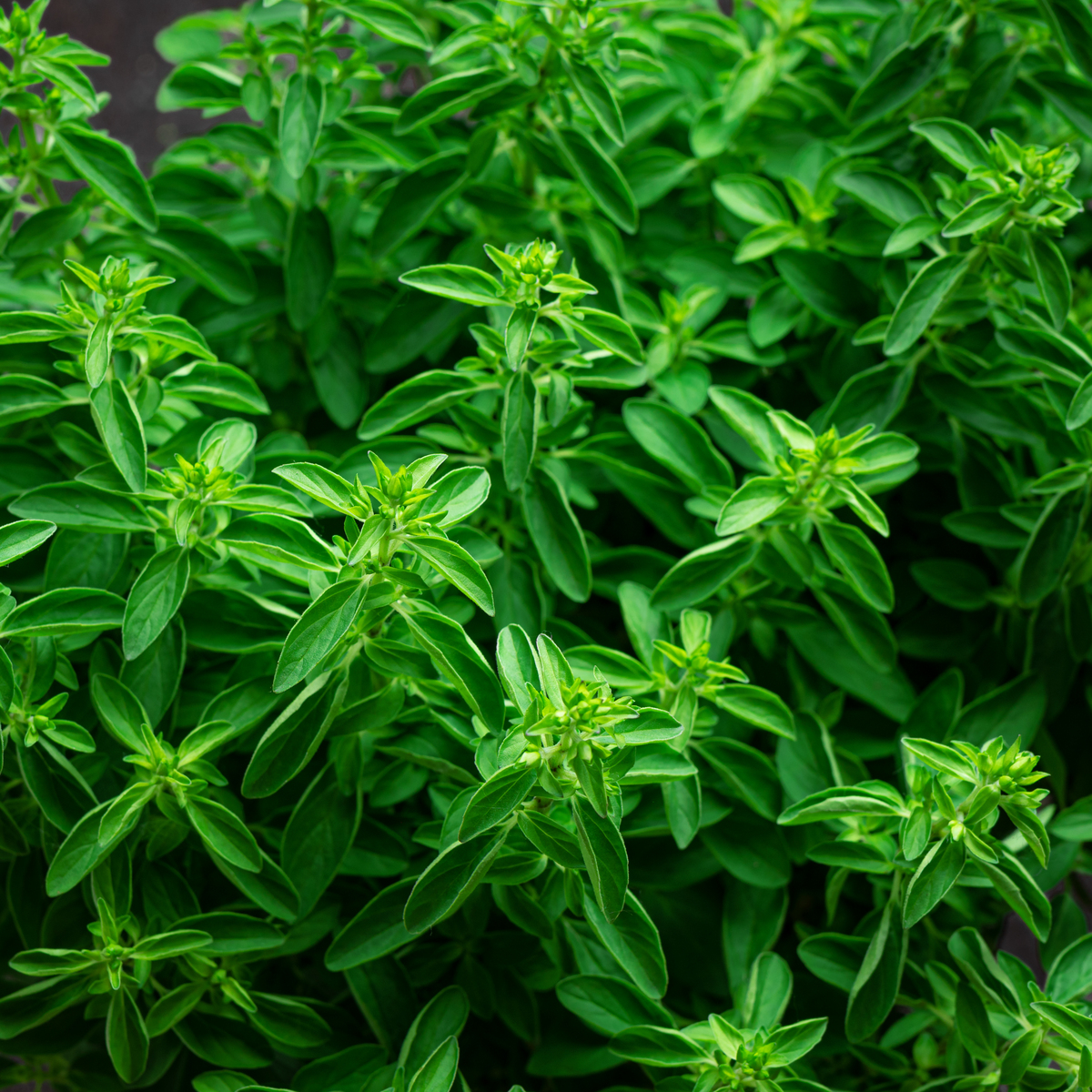 请帮我写1篇650字的博客文章主题是：南非叶的功效与作用