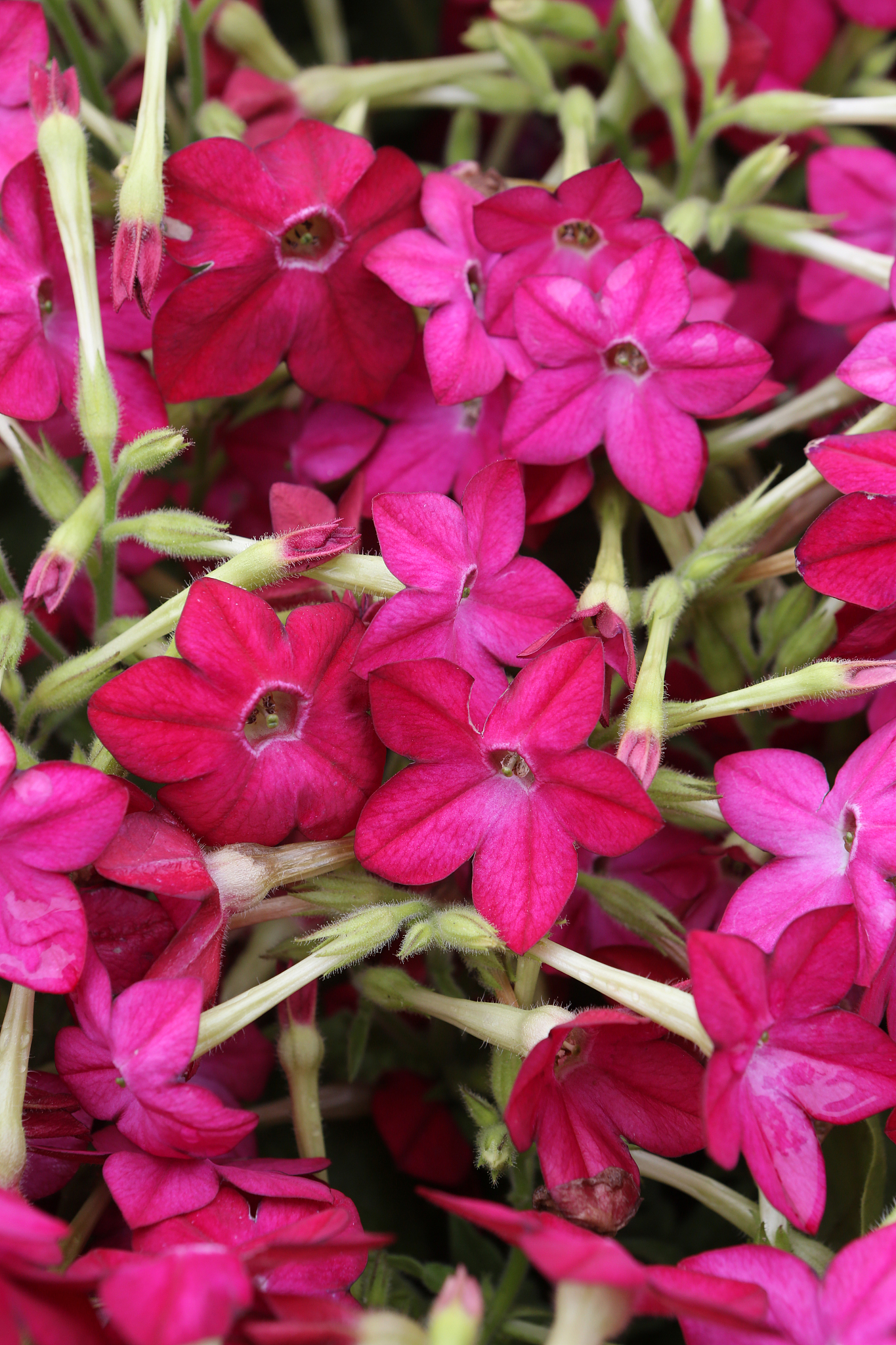 平凉农业学校烟草专业就业范围广不广？