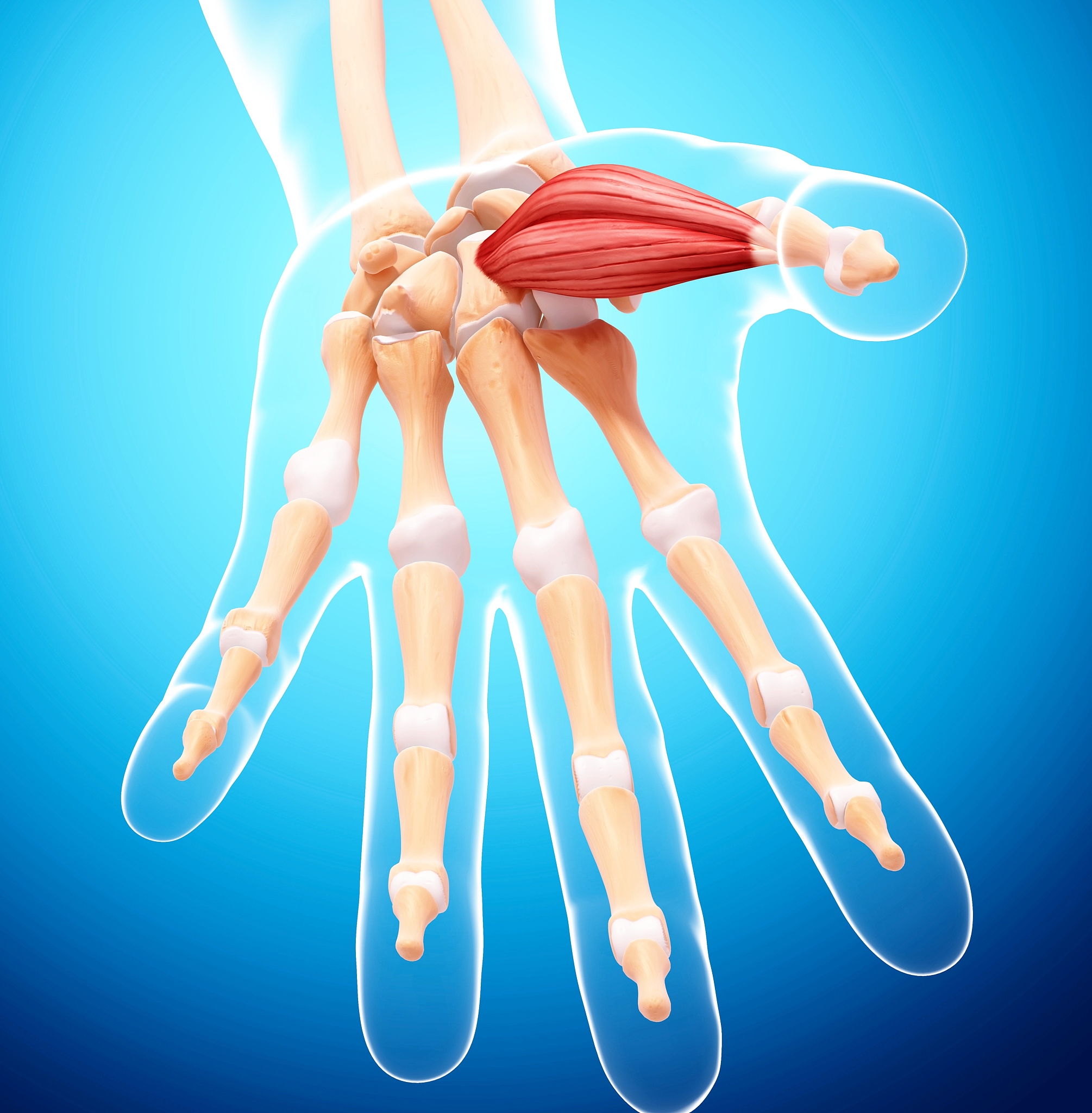 人体拇指解剖结构 - 详细介绍