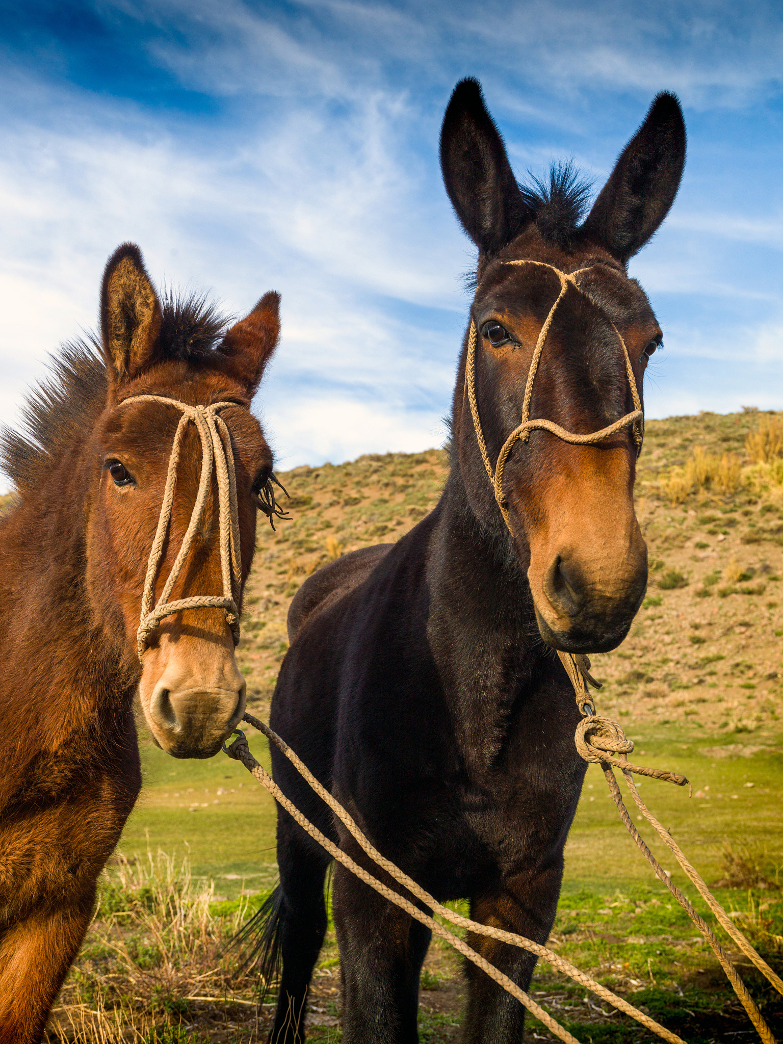mule loaded with trunks to cross the cordillera de los