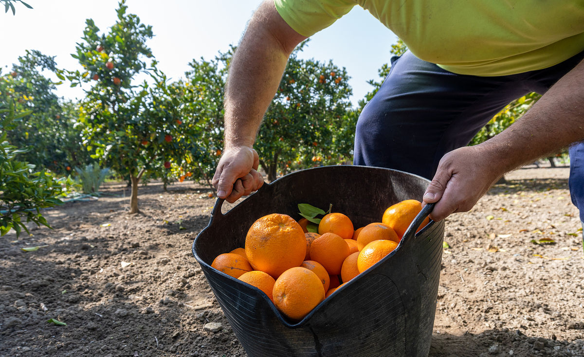 美味又营养的橙子：乡村果园里的健康之选