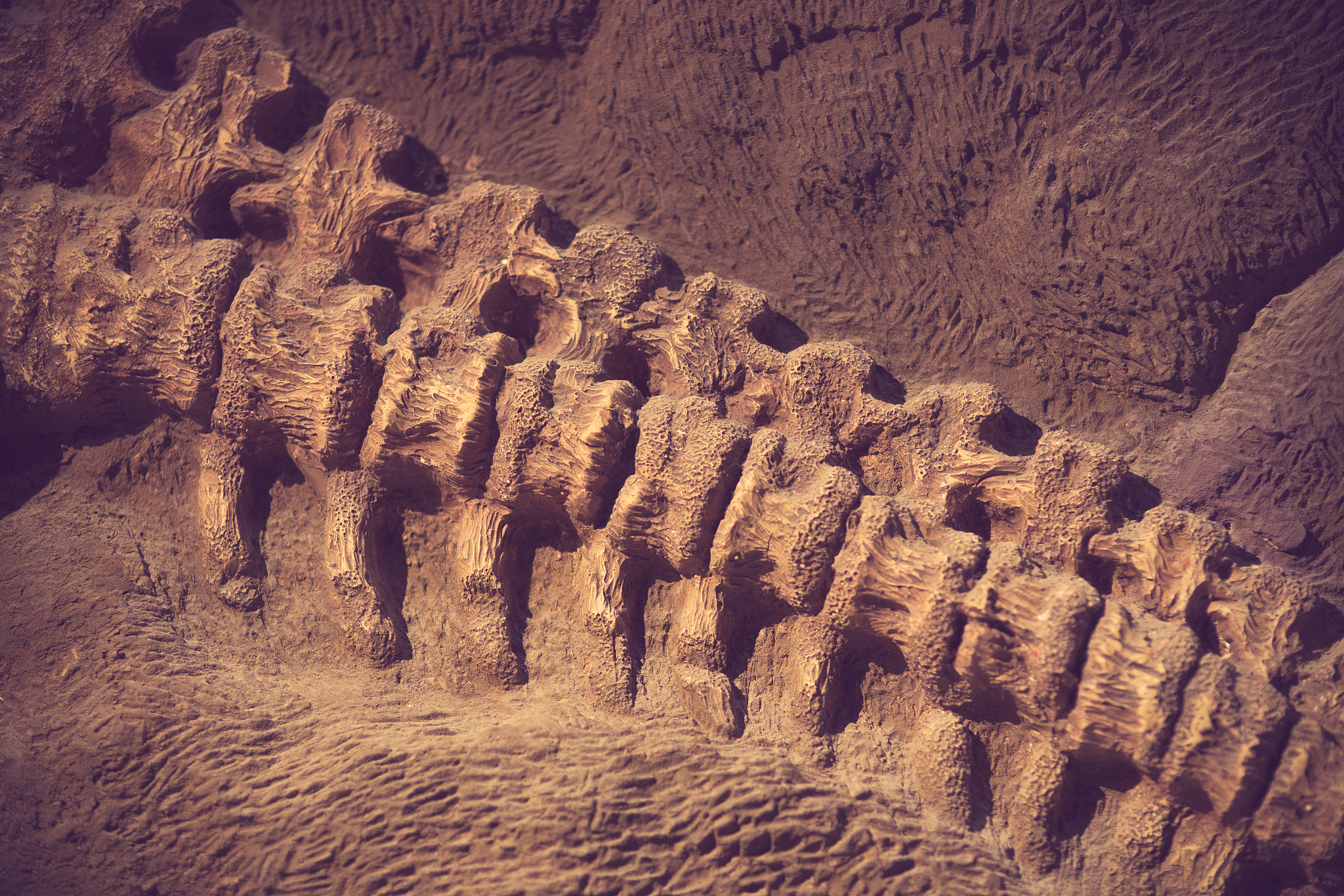 恐龙血血型是什么