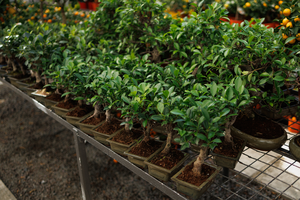 柠檬盆栽的养殖方法和注意事项