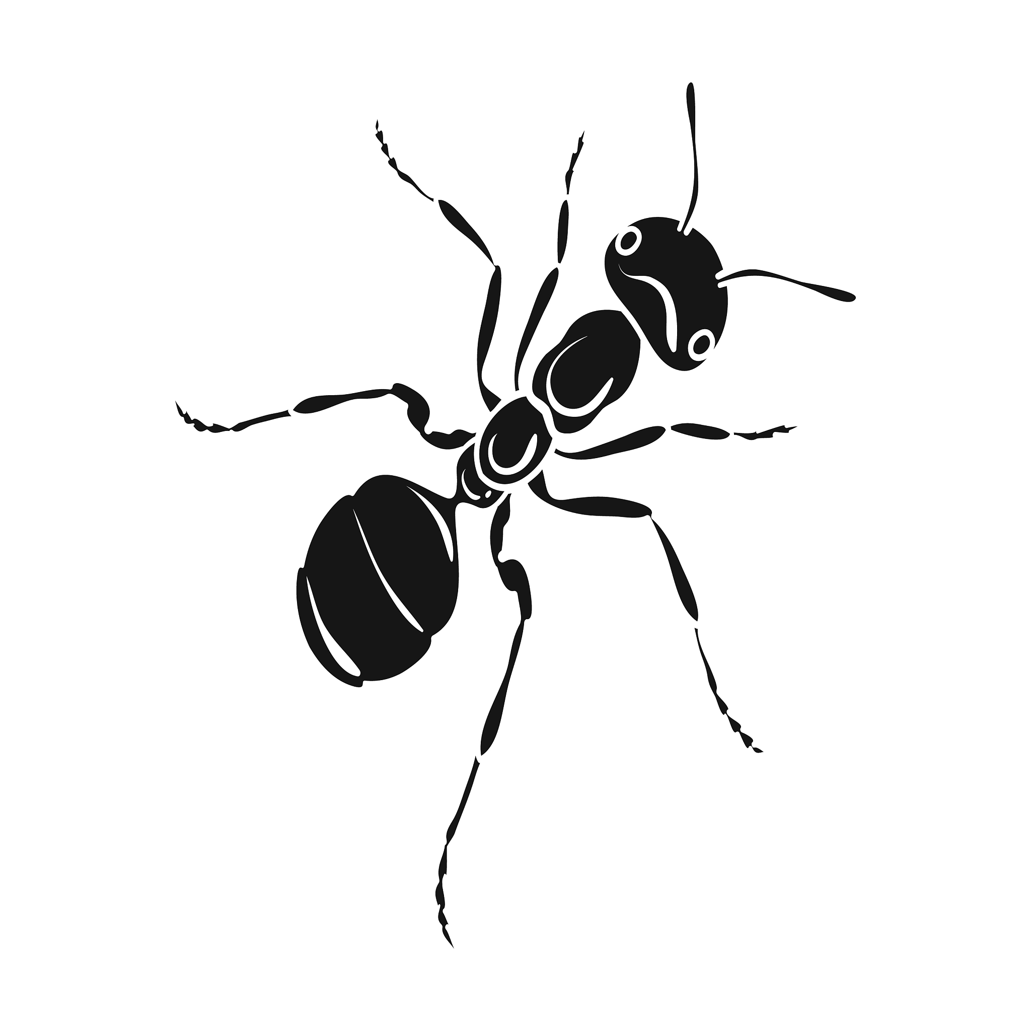 蚂蚁属于什么类别？ - 蚂蚁分类详解