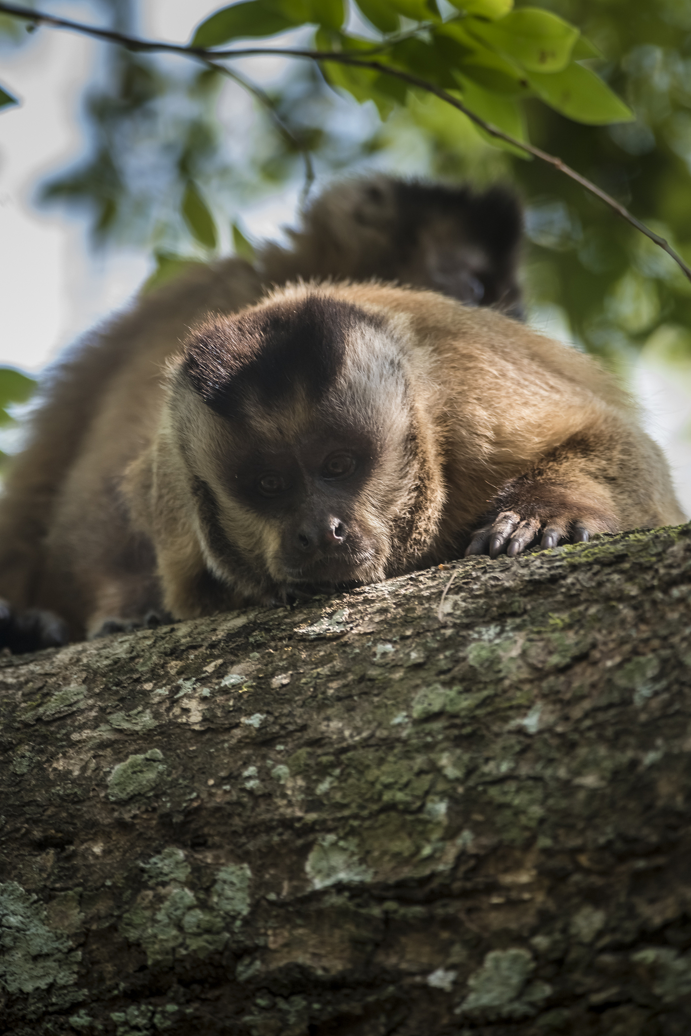 brown striped tufted capuchin