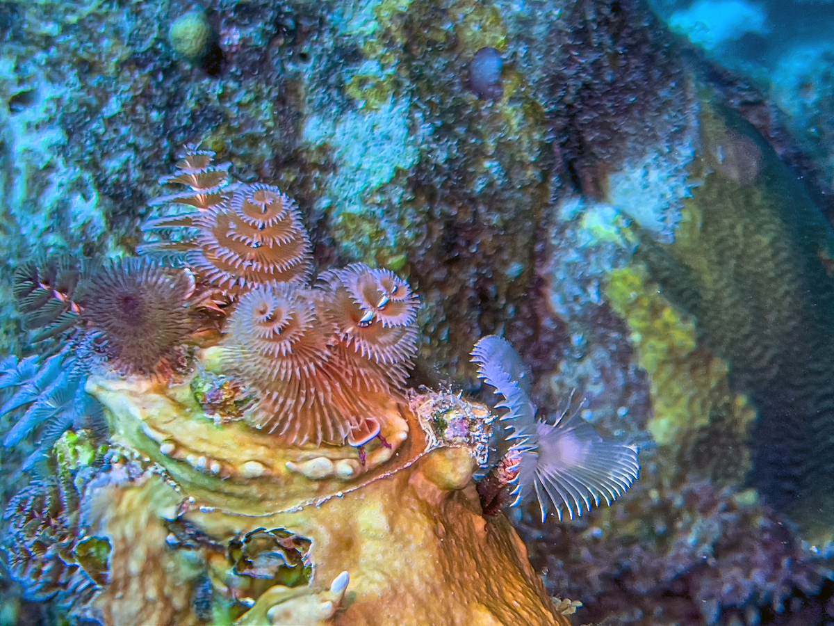 海底世界：奇异景象与丰富物产的宝库