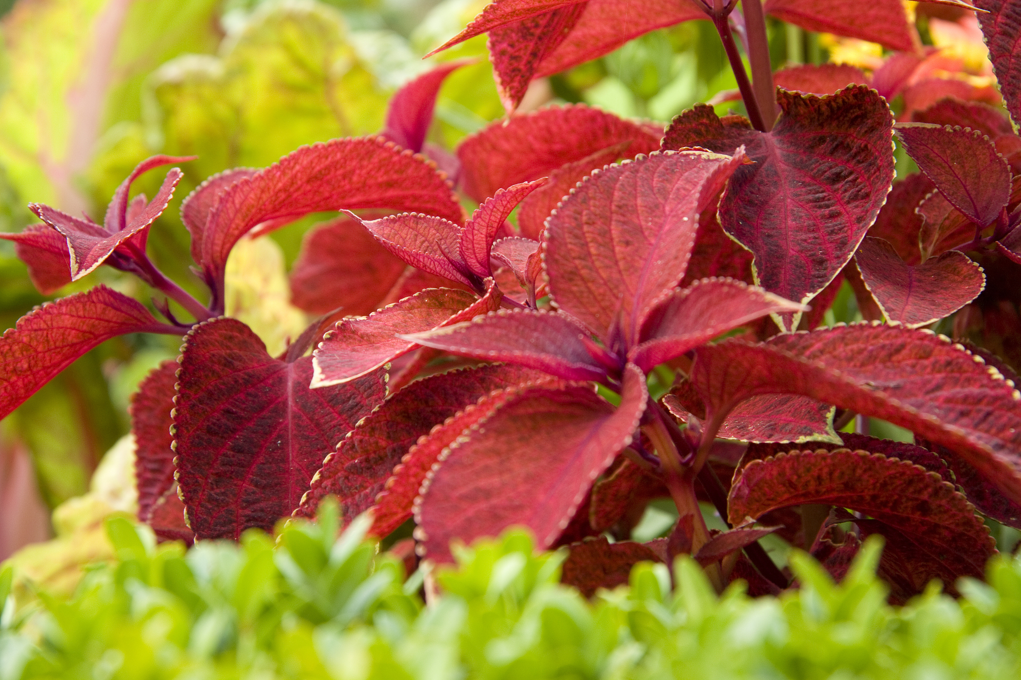 草是什么颜色的？揭秘草的颜色真相！